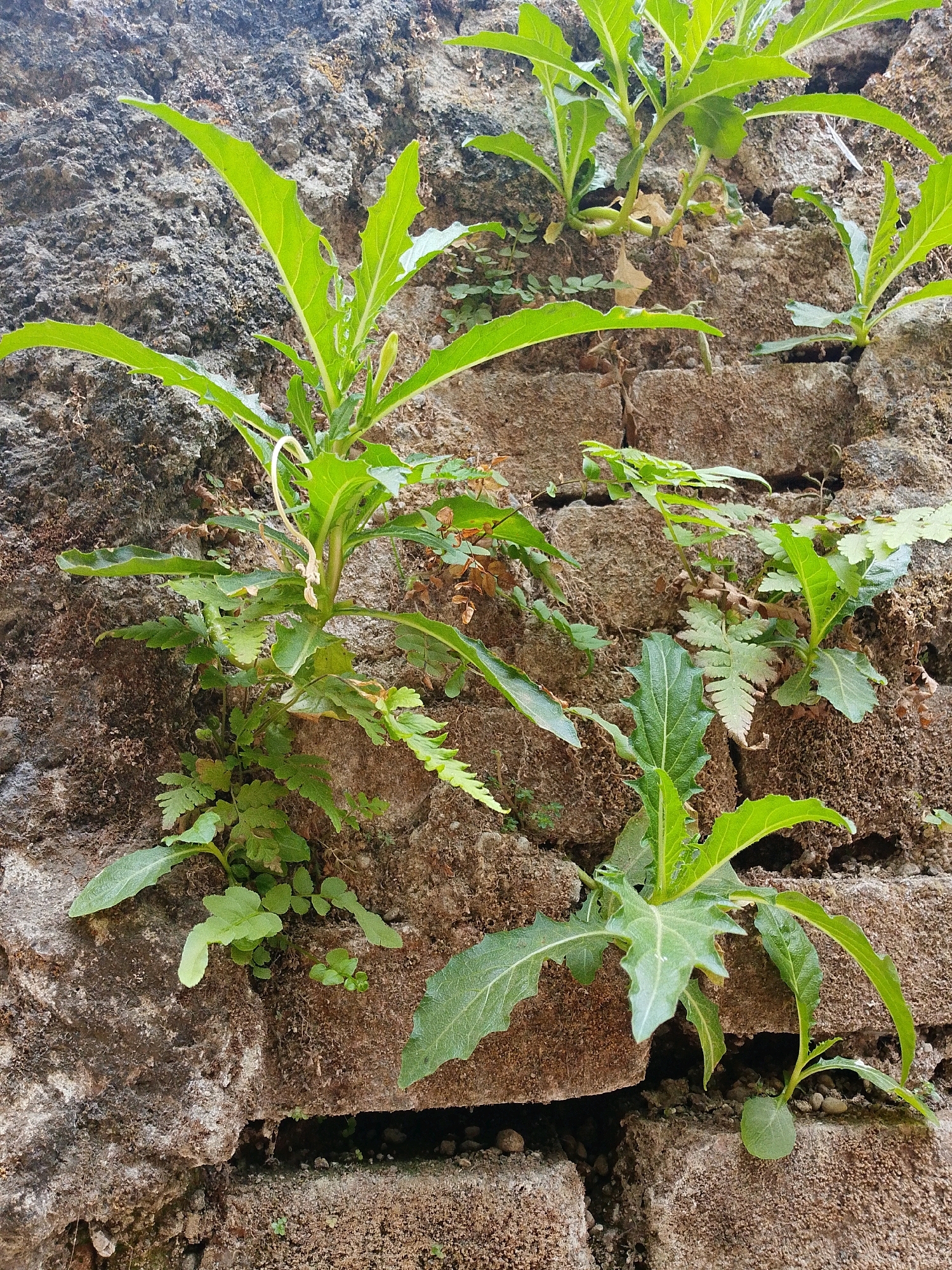 The image shows several green plants growing in the crevices of a rough, textured stone wall. The wall appears to be made of irregularly shaped, weathered blocks, likely in a weathered or aged state. Some of the plants have broad, jagged leaves, while others are smaller and more delicate. Fern-like foliage is also visible among the plants. The stone wall itself has a rough, porous surface, with some areas appearing darker and possibly damp, indicating a natural or possibly neglected environment. The lighting suggests an outdoor scene, with natural light illuminating the plants and wall. The overall impression is one of nature reclaiming man-made structures. The image does not contain any people or specific objects that would indicate a particular activity. The scene is forensic in its depiction of the natural growth within the environment. Without further information, it is not possible to specify the exact location within Karawang, Indonesia, beyond the general description of a stone wall with vegetation.