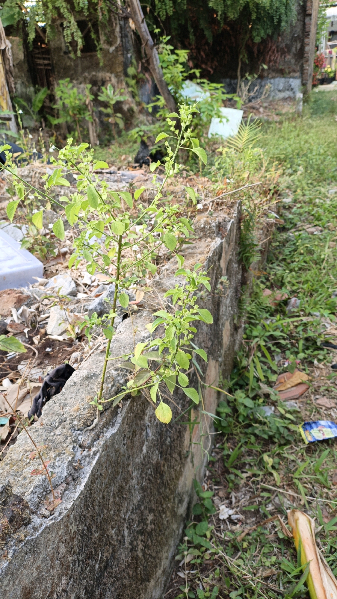 The image depicts an outdoor scene, likely in Cikal, Indonesia, characterized by a low, weathered concrete wall in the foreground. A slender green plant with small leaves and developing seed pods grows from the top of the wall and extends into the frame. The wall is partially covered in moss and shows signs of age and erosion. Surrounding the wall is a mixture of dry leaves, soil, and sparse vegetation. In the background, a dilapidated structure with visible wooden beams and a somewhat overgrown appearance suggests an abandoned or neglected area. The ground is covered with grass and scattered debris, including what appears to be a discarded plastic wrapper. The overall impression is one of an unkempt, semi-urban or rural environment. No people are visible in the image.