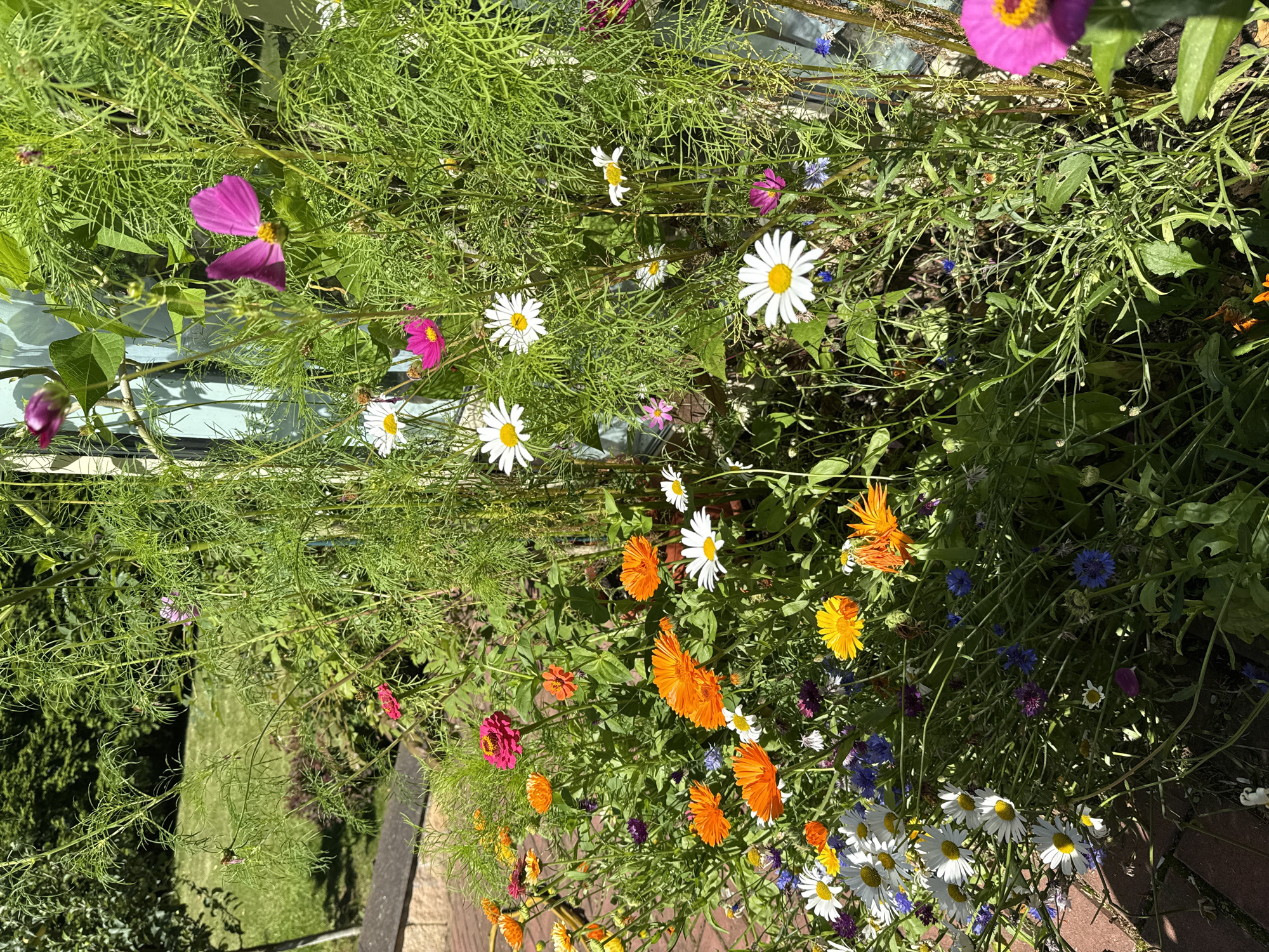 This image depicts a close-up view of a vibrant flower garden bathed in bright sunlight. The garden is filled with a diverse array of colorful blooms, including white daisies with yellow centers, bright orange calendula, pink cosmos, and various other small flowers in shades of blue and purple. The plants are lush and abundant, with tall, feathery green foliage dominating the background. The foreground shows a paved brick surface, suggesting the garden is located in a backyard or patio area. The overall impression is one of natural beauty and summer abundance. There are no people or animals visible in the image. The location is identified as Yukki, Russia.