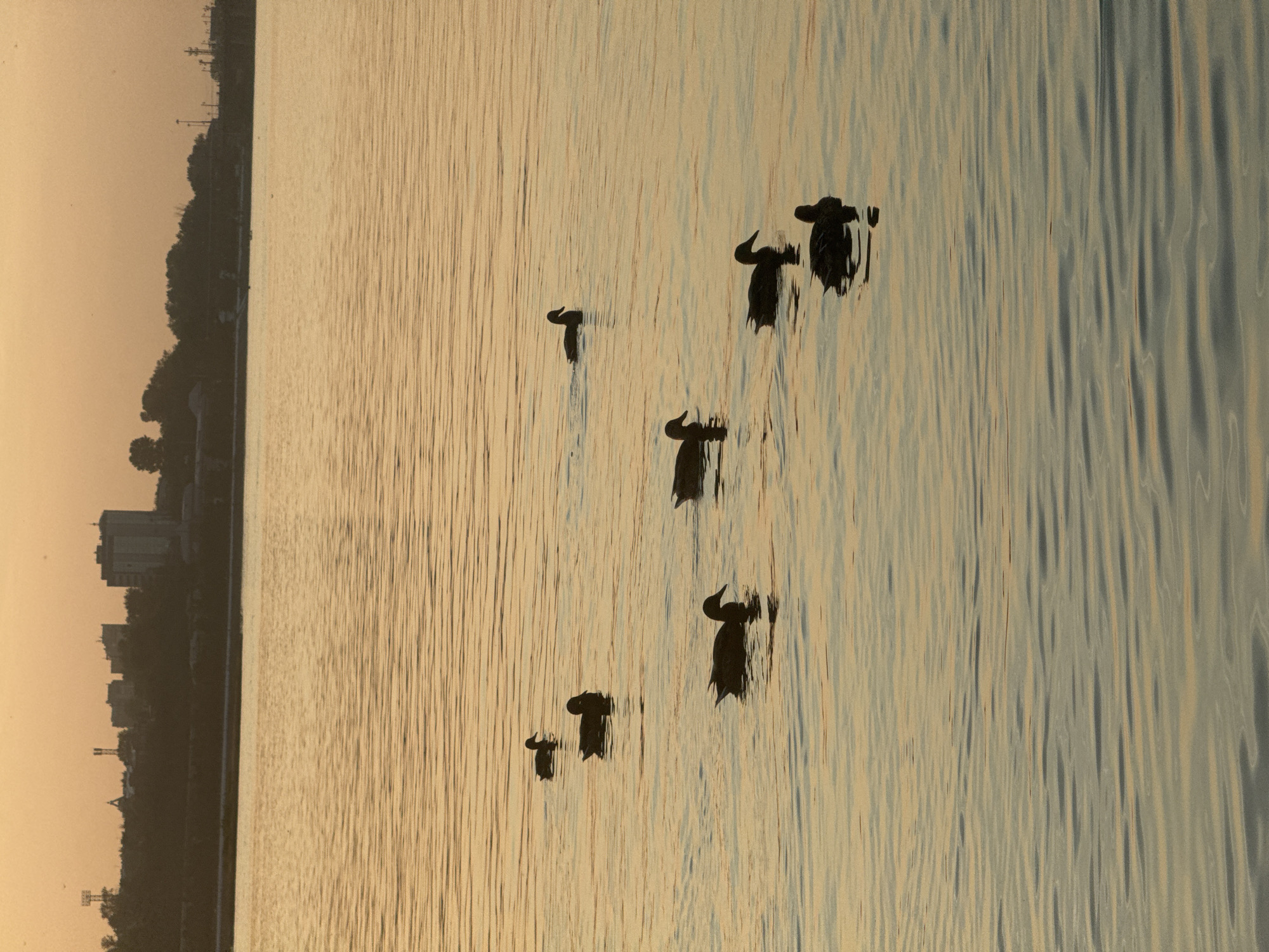 The image depicts a serene water scene at dusk in Irkutsk, Russia. The water, likely a body of water near the city such as the Angara River, is calm with gentle ripples reflecting the warm, golden hues of the sunset. A silhouette of the Irkutsk cityscape is visible in the distance, characterized by a line of trees, buildings, and what appears to be industrial structures.
In the foreground and mid-ground, a group of seven ducks are swimming, their dark silhouettes stark against the luminous water. The ducks are spread out across the frame, some individually, and others in pairs or small groups, creating a sense of natural movement and tranquility. The overall atmosphere is peaceful and picturesque, capturing the quiet beauty of a sunset over a Russian city.