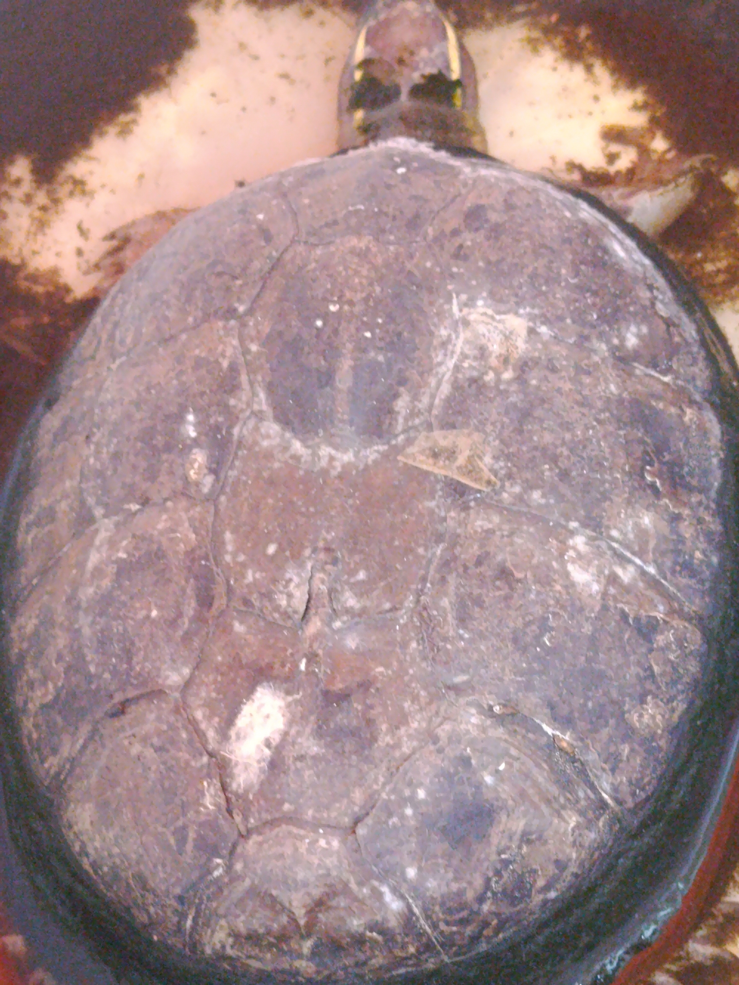The image shows a top-down view of a turtle in muddy water. The turtle's shell is the main focus, appearing rough and textured with visible scutes. The surrounding water is murky and appears to have a reddish-brown sediment. The environment suggests a natural habitat such as a pond, river, or swamp. No specific location in Palembang, Indonesia, can be identified from this image alone.