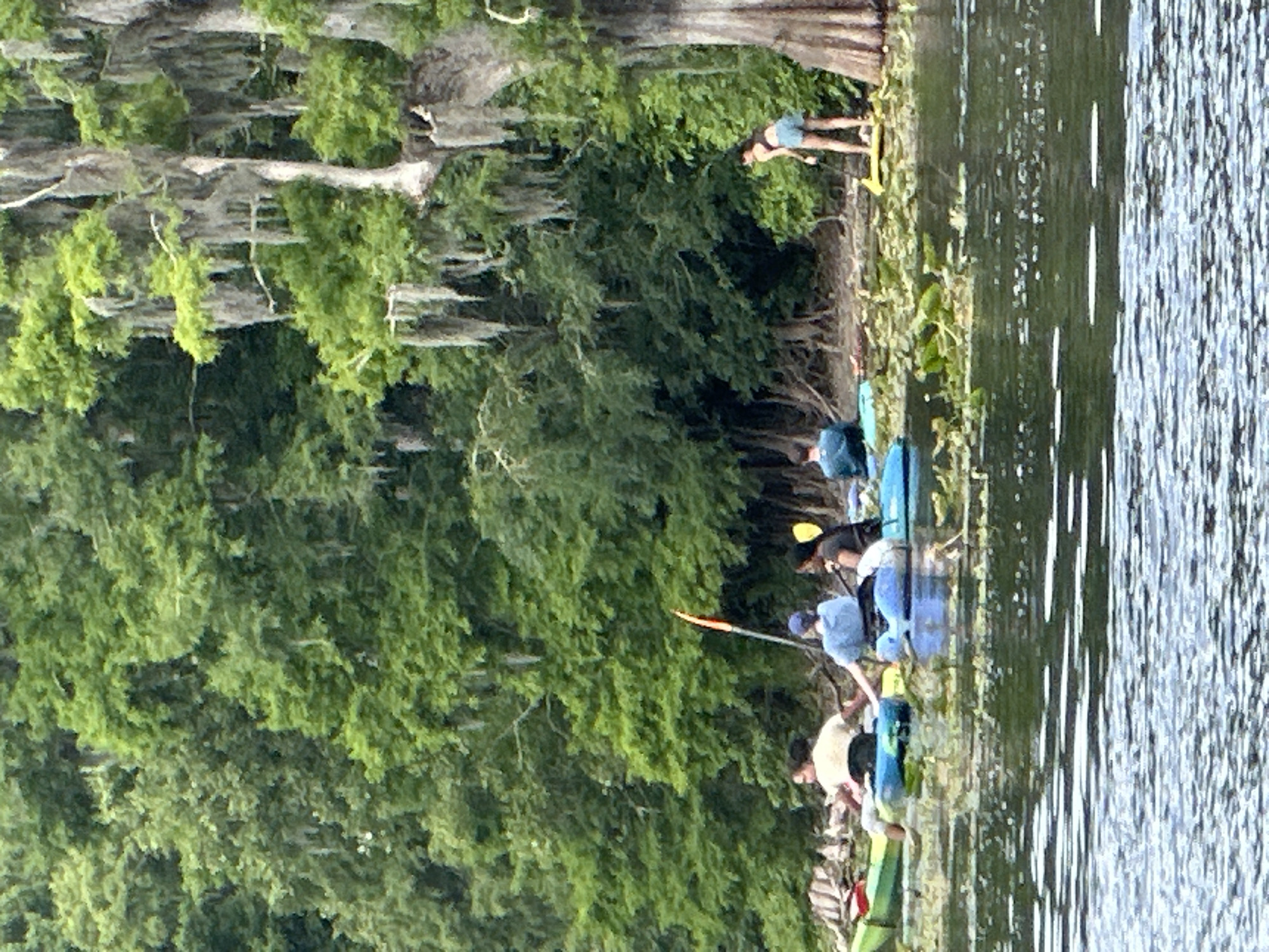 The image captures a daytime scene of people kayaking on a body of water, likely a river or lake, bordered by a dense, green forest. Several individuals are present: one person is standing on the treed bank, while at least four others are in kayaks of various colors, including blue and green. They appear to be paddling or resting close to the shore. The trees lining the bank are heavily draped with Spanish moss, indicating a wetland or swampy environment, consistent with the provided location context of Tampa, United States. The water surface shows ripples and reflections, suggesting gentle movement. The lighting is bright and natural, indicating good weather for outdoor activities. No visible text is present in the image. The overall atmosphere suggests a leisurely and enjoyable recreational outing in nature.