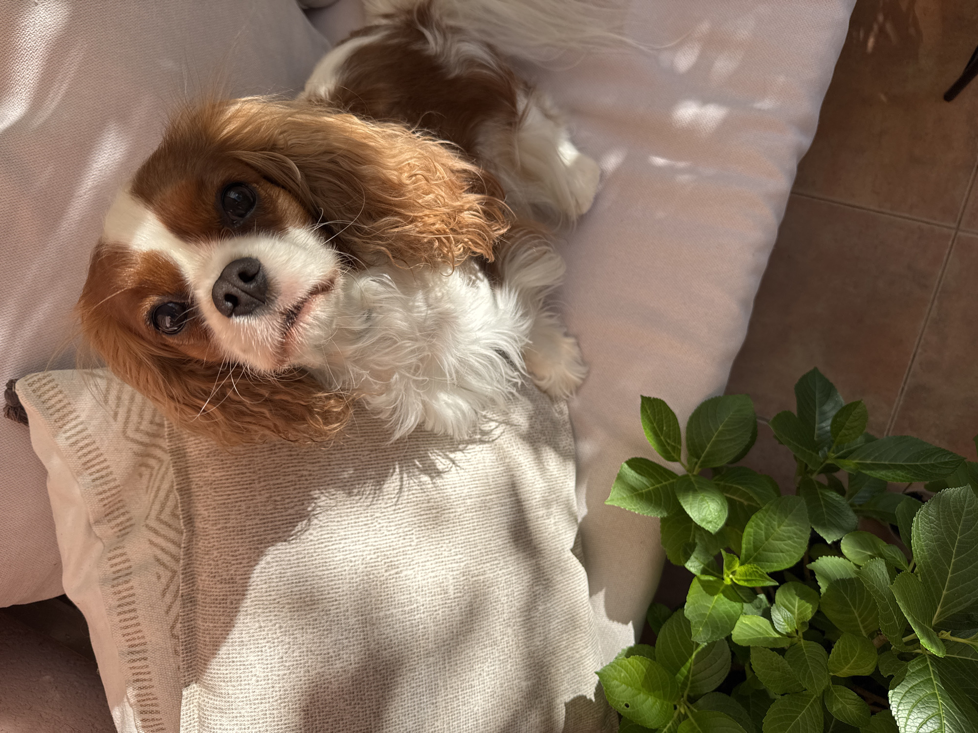 A Cavalier King Charles Spaniel lies on white pillows, its head resting on a patterned throw pillow. The dog is mostly white and brown, with long curly hair. A green leafy plant is to the right of the dog. The scene is illuminated by sunlight. It is not possible to determine if this image was taken in Budva, Montenegro with the provided information.