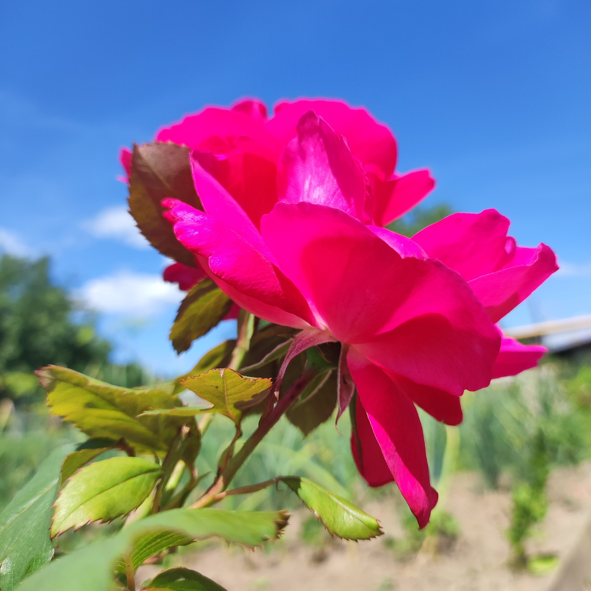 This is a close-up, eye-level, outdoor photograph of a vibrant pink rose in bloom. The rose is positioned in the foreground, with its petals facing towards the right of the frame. The background features a clear blue sky with a few white clouds, and out-of-focus greenery suggesting foliage and a garden setting. The photograph was taken on a sunny day, likely in Navoloki, Russia, given the context provided. There are no people or animals visible in the image. The focus is sharp on the rose petals and some of the surrounding leaves, while the background is intentionally blurred to emphasize the subject.
