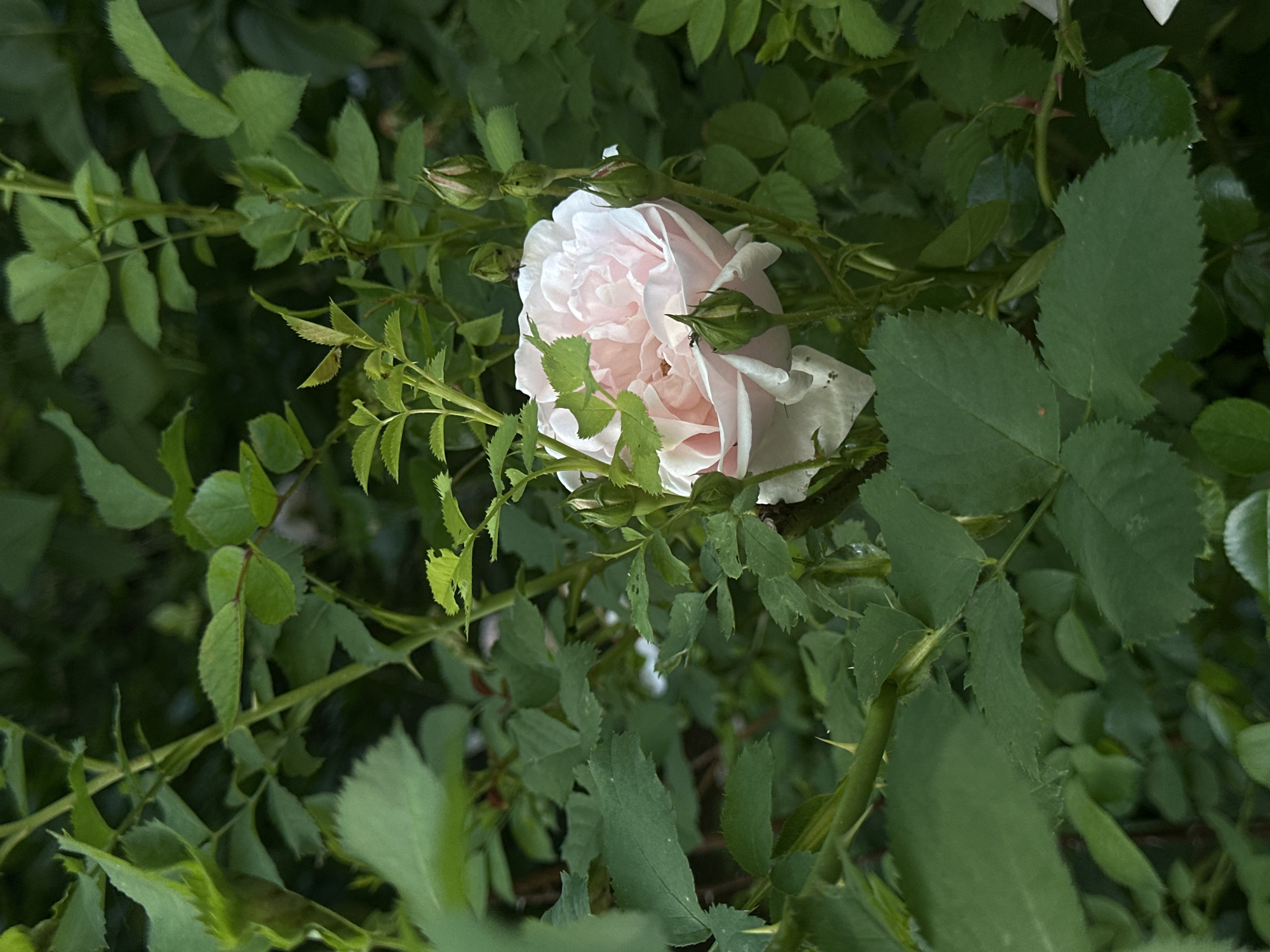 A light pink rose is blooming in a garden. The rose is partially obscured by green leaves and stems. Several rosebuds are visible around the main bloom. The background is filled with dense foliage. The image was captured in Sofia, Bulgaria.