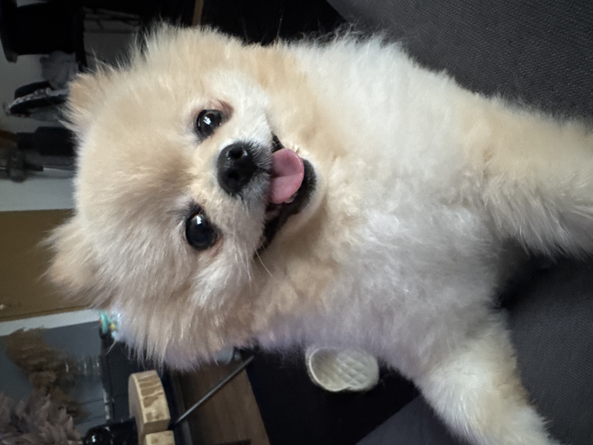 A close-up, angled shot shows a light-colored Pomeranian dog lying on a gray surface, possibly a couch. The dog is facing the camera with its tongue sticking out. Its fur is fluffy and light beige. The background is partially visible, showing a shelf with various items, and part of a wooden object. Without additional information or data available to me, I cannot specifically locate this scene within Bietigheim-Bissingen, Germany.