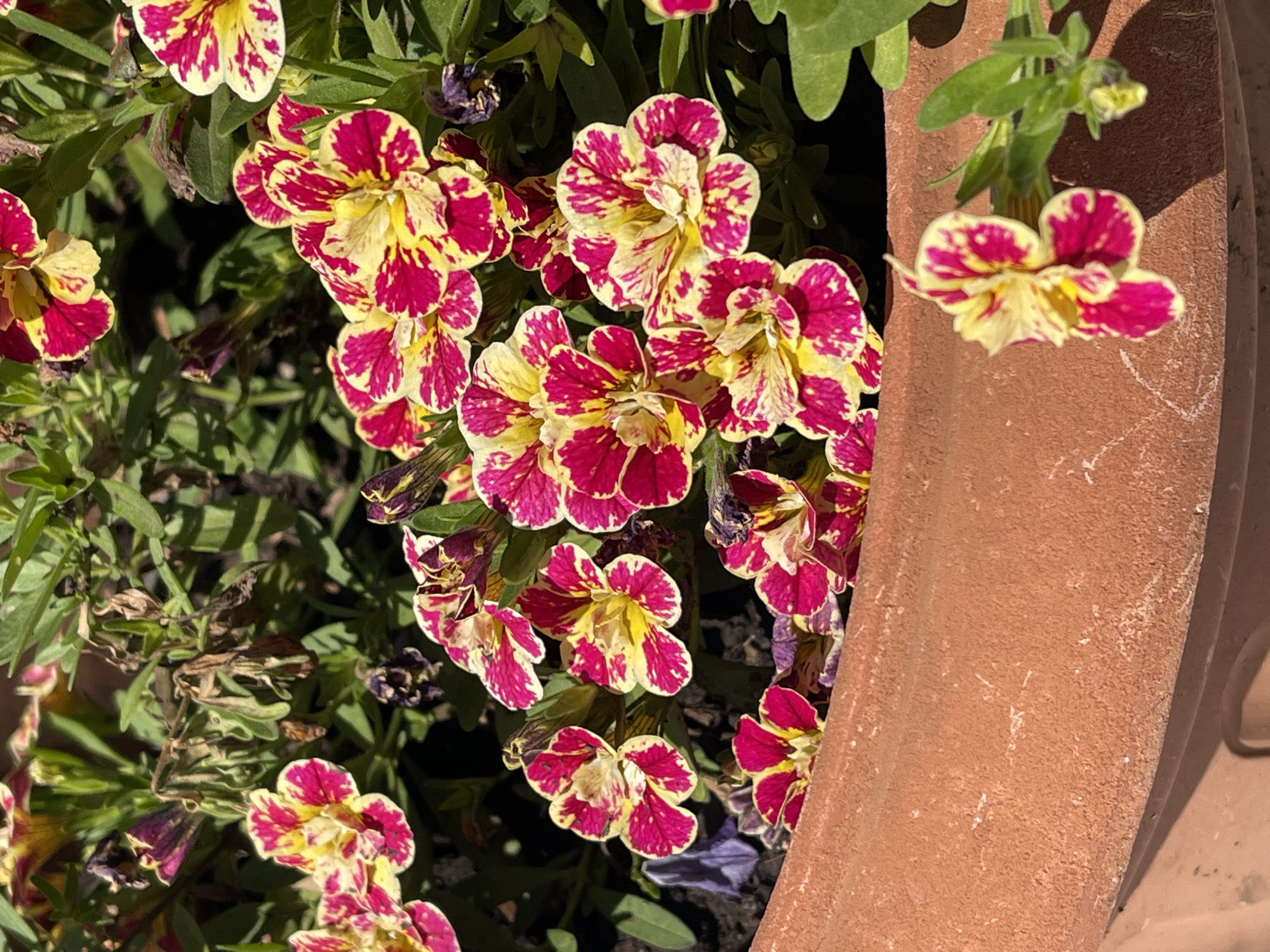 The image shows a close-up view of several multi-colored petunias with pink and yellow petals, blooming in a terracotta pot. The flowers are arranged in clusters, with some in sharp focus and others slightly blurred. Green foliage surrounds the blooms, and some dried and wilted leaves are visible among the healthy ones. The terracotta pot's textured surface is prominent in the foreground. The scene appears to be outdoors, likely in a garden or on a patio. The location is not specified in the image or context.