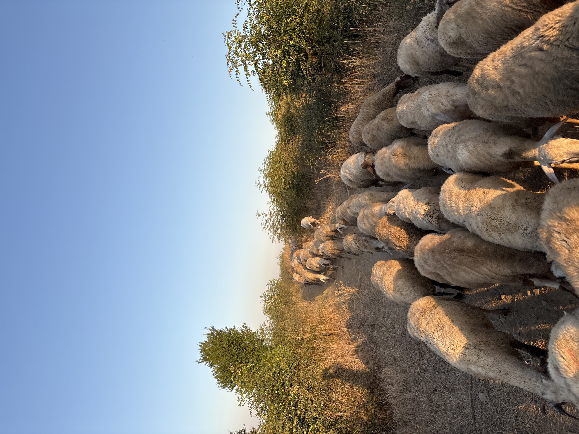 A flock of sheep is walking in a line down a dirt path in a rural area with dry grass and green bushes on either side, under a clear blue sky. The sun is casting long shadows, suggesting it is either early morning or late afternoon. The sheep are mostly facing away from the camera, with their woolly backs catching the sunlight. In the distance, more sheep can be seen following the path. The vegetation appears dry and sun-baked, indicating a warm climate or season. The overall scene depicts a pastoral landscape.