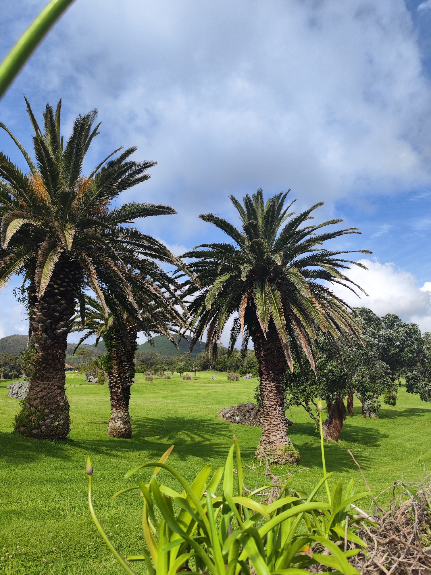 The image depicts a vibrant green lawn in Ribeira Grande, Portugal, dotted with three palm trees in the foreground and other deciduous trees in the background. The sky is blue with puffy white clouds. In the immediate foreground are plants with budding flowers, obscuring the lowest part of the image. The middle ground shows well-manicured grass and subtle shadows cast by the trees. In the distance, hints of mountains are visible.