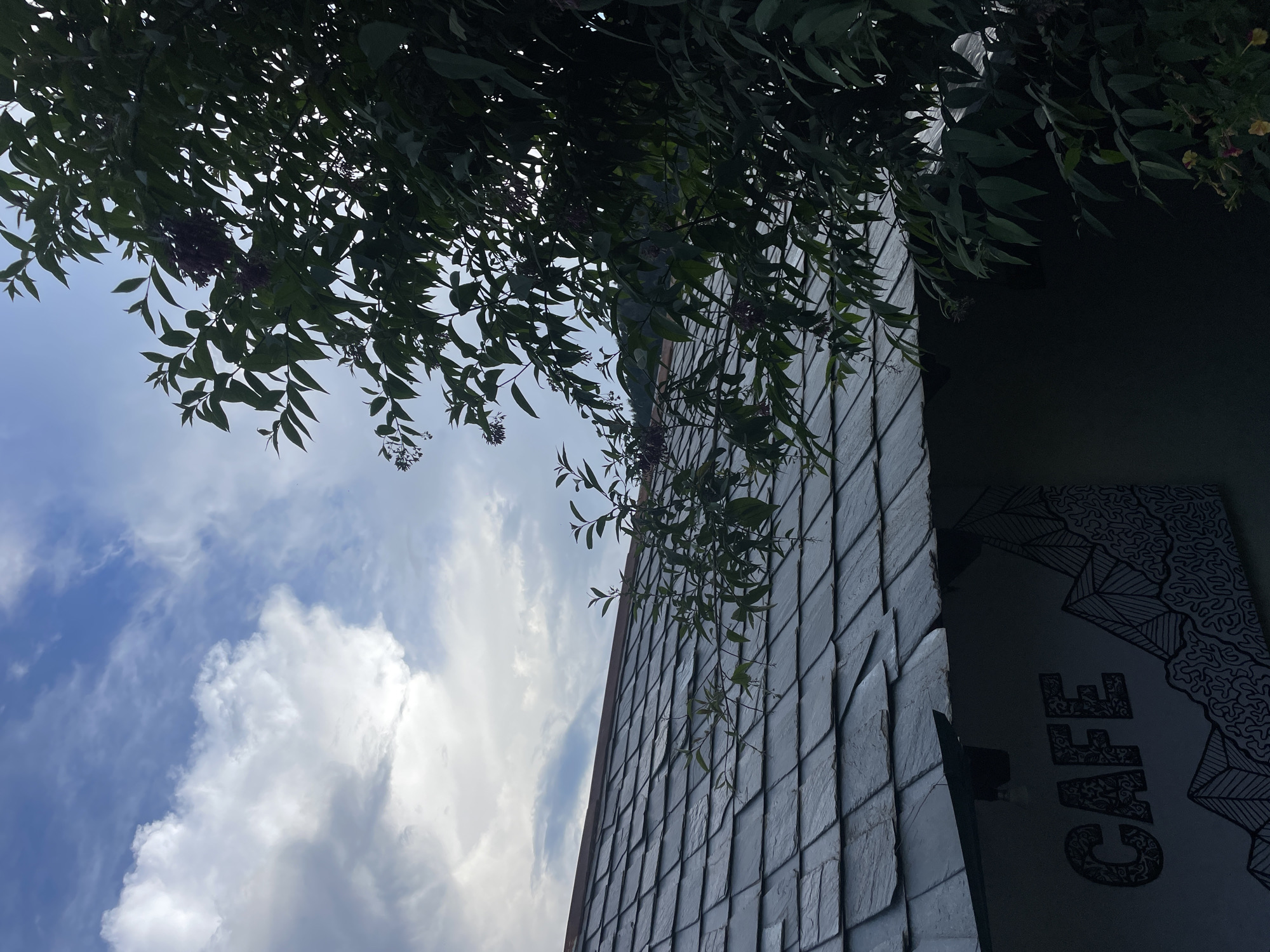 In Bhagsu, India, a building with a slate roof and a wall painted with "CAFE" and mountain graphics is partially visible under a cloudy sky. A dark green tree with clusters of dark purple berries partially obscures the building and the sky on the right side of the image. The scene is captured from a low angle, looking upwards towards the roof and the sky.