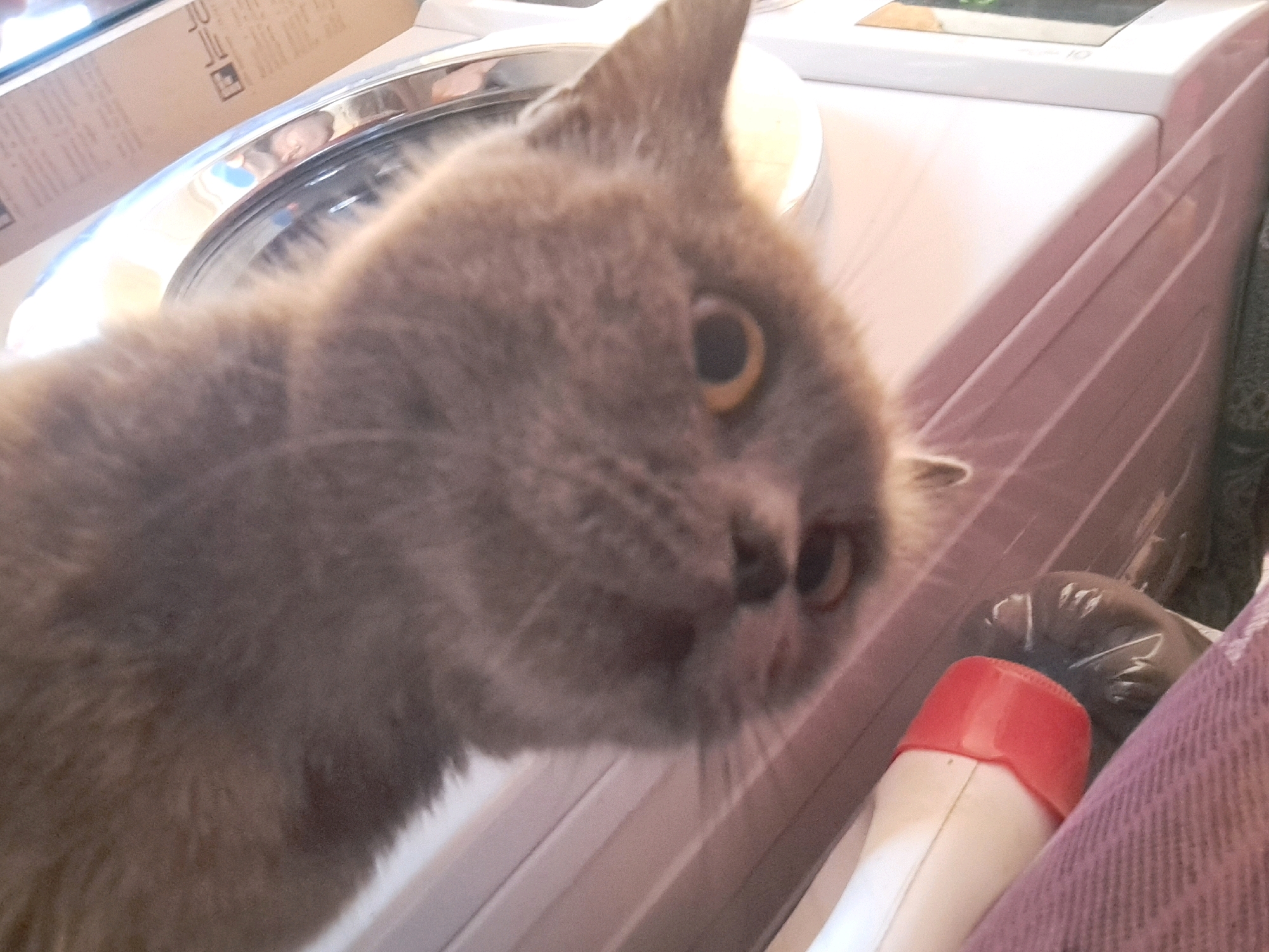 A blurry, close-up, eye-level shot shows a fluffy, grey British Shorthair cat with bright orange eyes looking towards the camera. The cat's head and part of its body fill the left side of the frame. The background is out of focus, but appears to be indoors. To the right of the cat, a white bottle with a red cap is visible, partially obscured by a pink textured fabric. Behind the bottle, a dark, crumpled plastic bag is also visible. In the upper left quadrant of the image, a shiny metal rim of a circular object is visible, possibly a washing machine drum. A cardboard box with some writing on it is reflected in the metal. The lighting suggests it is daytime, and the indoor setting offers no clues about the weather or specific location beyond Vypasne, Ukraine. The cat's gaze appears curious and perhaps a little mischievous. No text is clearly legible in the image.