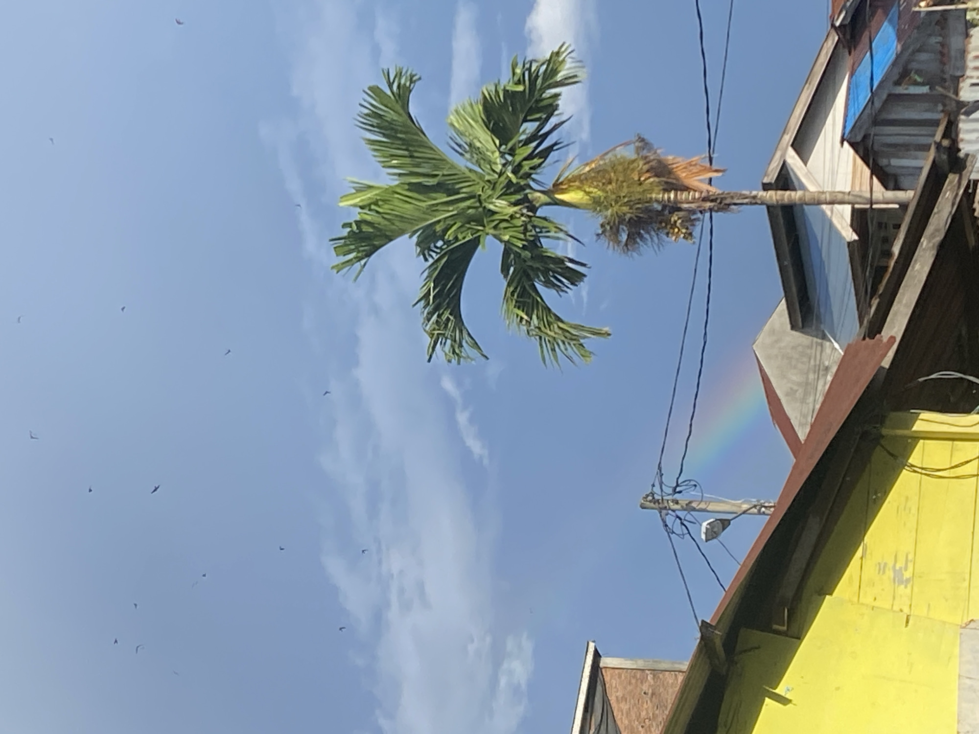 The scene captured appears to be in an urban area of Lhokseumawe, Indonesia. A mature palm tree with vibrant green fronds dominates the view against a backdrop of a partly cloudy, blue sky. Several small birds are scattered in the sky on the left side of the tree. Adjacent to the tree, portions of buildings are visible, characterized by corrugated metal roofs and painted wooden facades with an exterior mostly in yellow, possibly indicating residential or commercial structures. An electricity pole with attached wires is visible, and what appears to be a section of a faint rainbow arcs in the distance.
