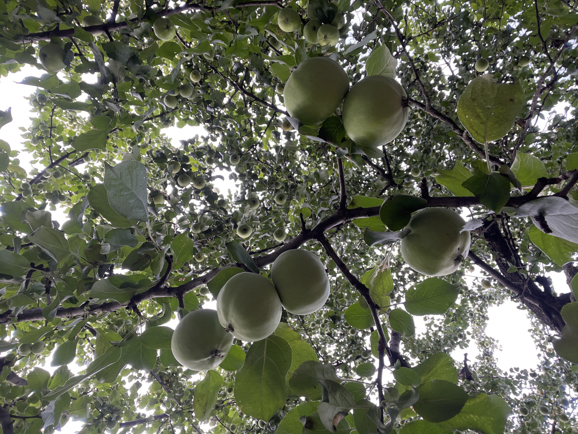 This low-angle, full shot captures a dense canopy of an apple tree in the city of Khryashchevka, Russia. The image is dominated by lush green foliage and numerous small, unripe green apples hanging from branches. The sky is visible through the leaves, appearing overcast and bright. The perspective looks upwards, giving a sense of being under the tree. There are no people or animals visible in the frame. The apples vary in size, with some larger ones clustered on branches closer to the viewer, and many smaller ones scattered throughout the background. The branches are dark and woody, providing a structural contrast to the soft green leaves and fruits.