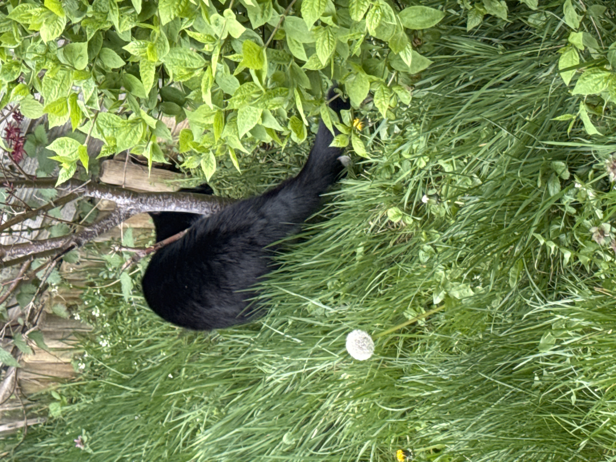 The scene shows a black cat lying in grass and under green foliage. A dandelion seed head is visible. The location is a garden in Desborough, United Kingdom. A wooden fence or structure is partially visible in the background.