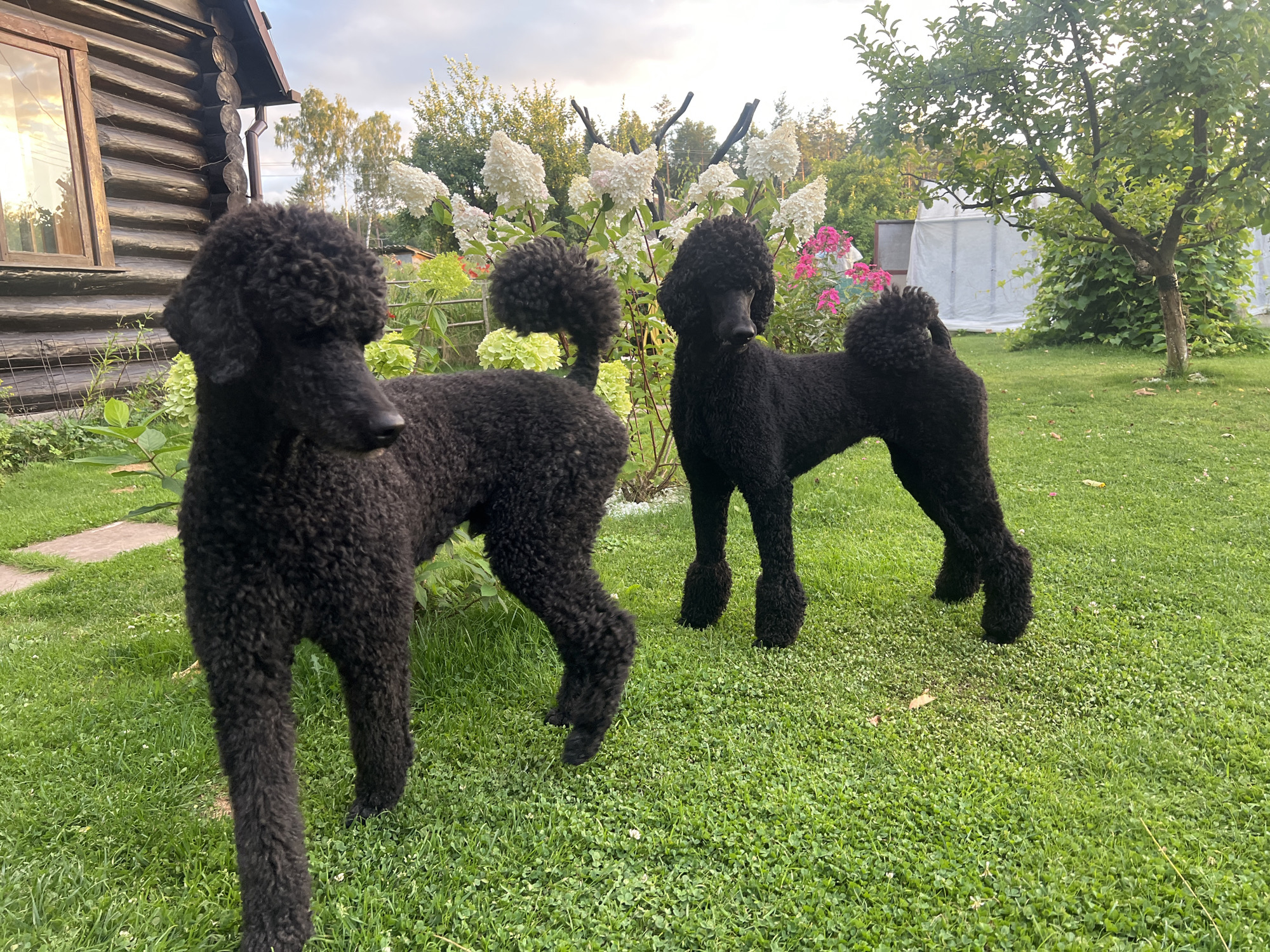 Two black standard poodles are standing on a grassy lawn in front of a wooden log house. The poodles are facing in different directions. In the background, there are flowering bushes, trees, and a greenhouse. The scene appears to be a backyard in a rural area, possibly Julionys, Lithuania. The sky is cloudy, suggesting it might be late afternoon or early evening.