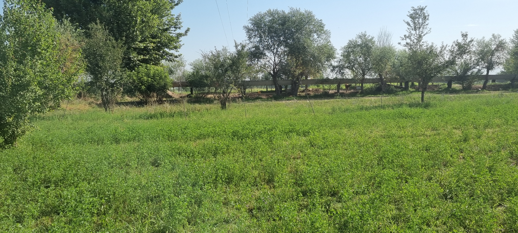 A wide shot captures a lush green meadow in the city of Ҷомӣ, Tajikistan, bathed in the bright light of day under a clear, pale blue sky. The foreground is dominated by a dense field of vibrant green grass and clover, reaching knee-high in places and appearing thick and healthy. In the midground, a row of trees with full, green canopies stretches across the landscape, their branches creating a dappled shade. Behind the trees, a concrete structure, possibly a bridge or elevated walkway, runs horizontally, supported by pillars. The background is composed of more trees and foliage, blending into the horizon. A thin, dark power line is visible diagonally stretching across the upper portion of the sky. There is no visible human presence in the immediate frame.
