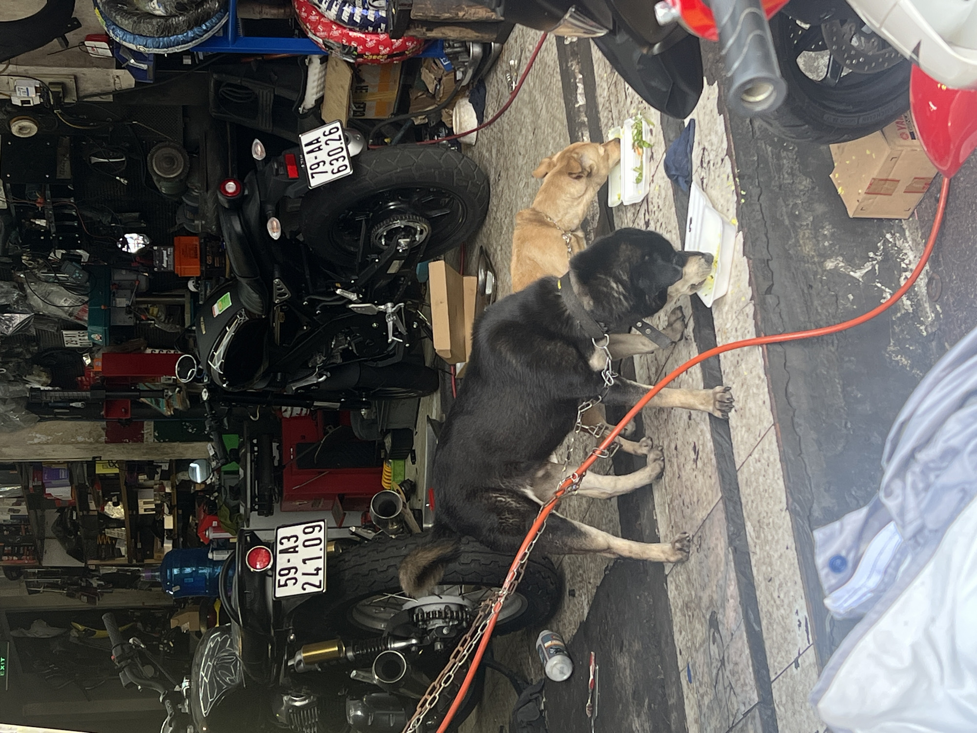 In a cluttered garage-like space in Nha Trang Ward, Vietnam, two dogs are eating from styrofoam containers. One is a black dog with a chain leash, and the other is a tan dog. The space is crowded with motorcycles, motorcycle parts, tools, and various objects. A red hose extends across the floor. License plates on the motorcycles read "79-AA 630.26" and "59-A3 241.09".