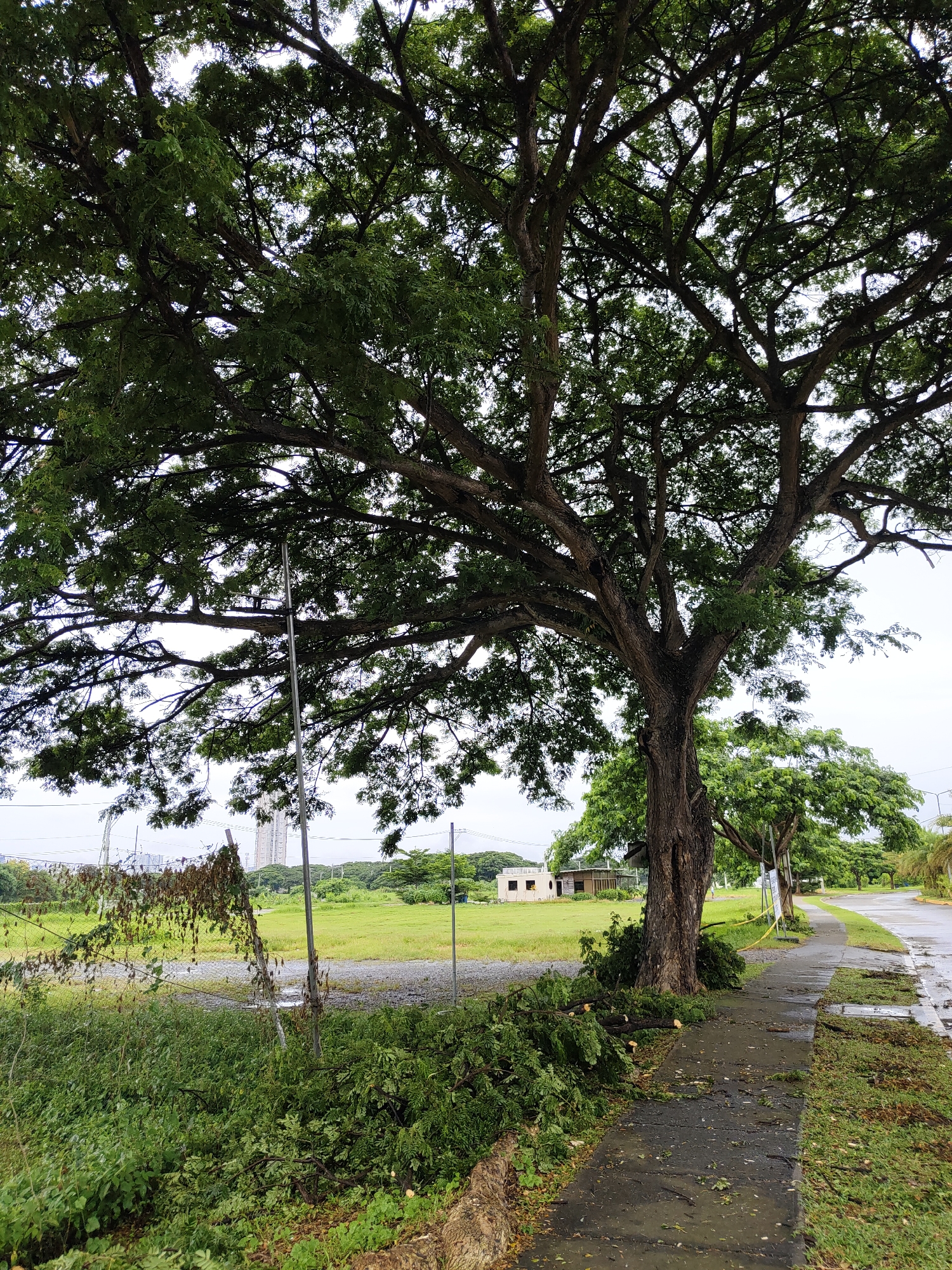 The image captures a street scene in a potentially suburban or park-like area within Davao City, Philippines. A large, mature tree with dense green foliage dominates the foreground, its branches extending over a wet, paved sidewalk. Debris from the tree, including branches and leaves, is scattered across the sidewalk and the adjacent grassy area. The sidewalk itself appears to have puddles, suggesting recent rain.
Further into the background, a paved road curves to the right, lined with more greenery and trees. Beyond the road, there is a large, open field of green grass, punctuated by a few small, light-colored buildings. In the far distance, a tall, modern building can be seen, indicating the presence of a more urbanized area within the vicinity. The sky is overcast, contributing to the subdued lighting of the scene. No people are visible in the image. The overall impression is one of a tranquil, albeit slightly untidy, outdoor environment, possibly after a period of inclement weather.