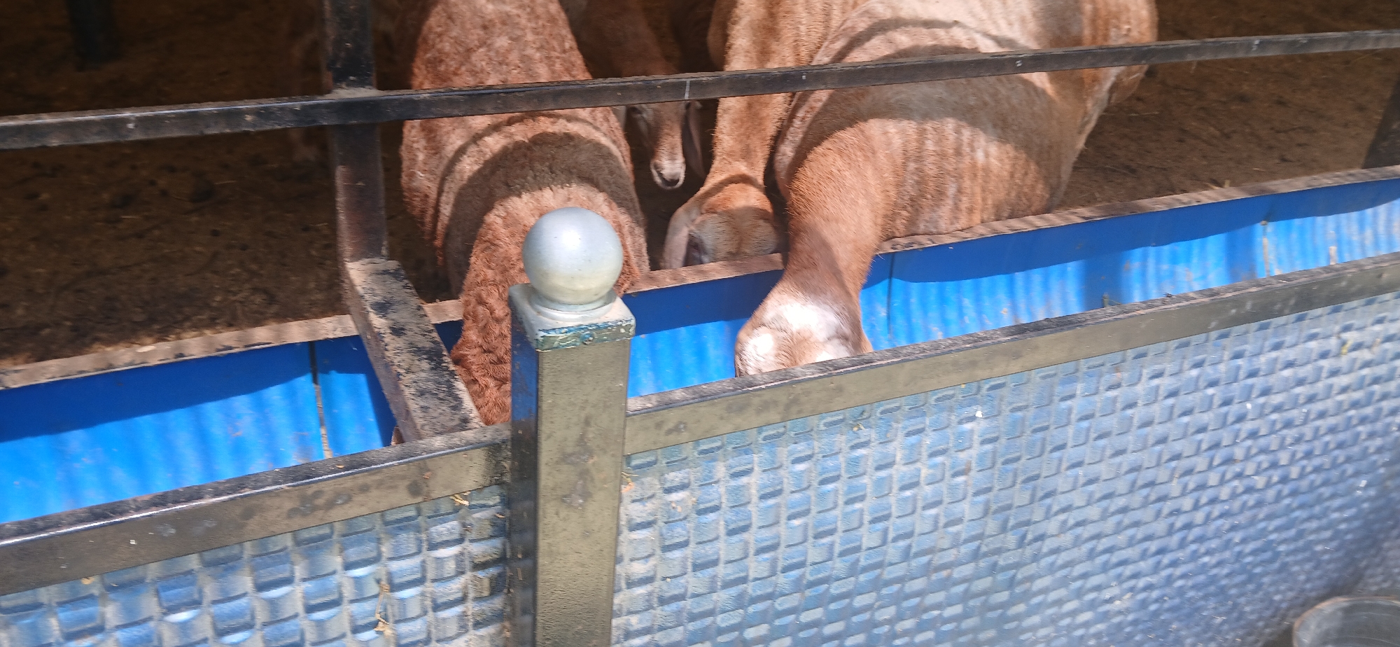 The image shows a close-up view of several sheep in an enclosure. The sheep have light brown, fluffy wool. They appear to be gathered around a feeding trough, as evidenced by their heads being down and their bodies positioned towards the blue trough. The enclosure has metal bars and a textured blue base for the trough. A black metal fence with a decorative post and a silver ball finial is in the foreground, separating the viewer from the sheep. The ground within the enclosure appears to be covered in straw or hay. The lighting suggests it is daytime, with sunlight casting shadows, creating a dappled effect on the sheep's wool. The scene appears to be in an agricultural setting, possibly a farm or livestock pen. There is no visible text in the image.