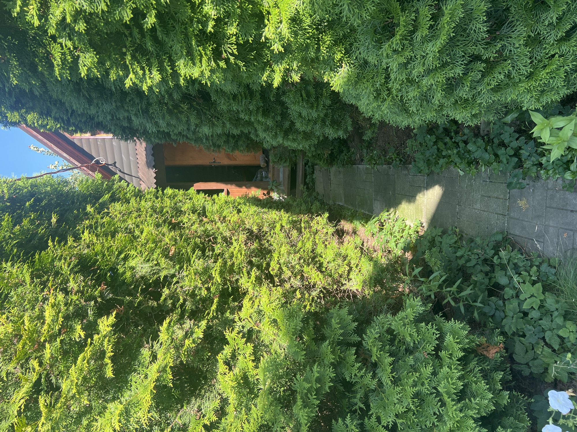 The image shows a pathway between two dense evergreen hedges leading to a wooden door of a small building. The building appears to be a house or a shed with a brown corrugated roof and wooden siding. The pathway is made of grey rectangular paving stones and is partially covered in sunlight and shadow. There are green plants growing along the sides of the pathway and at the base of the hedges. The sky is visible at the top of the image, and it is a clear blue. The scene appears to be in a residential or garden setting. There are no people visible in the image. The location is identified as Роса Снт, Russia.