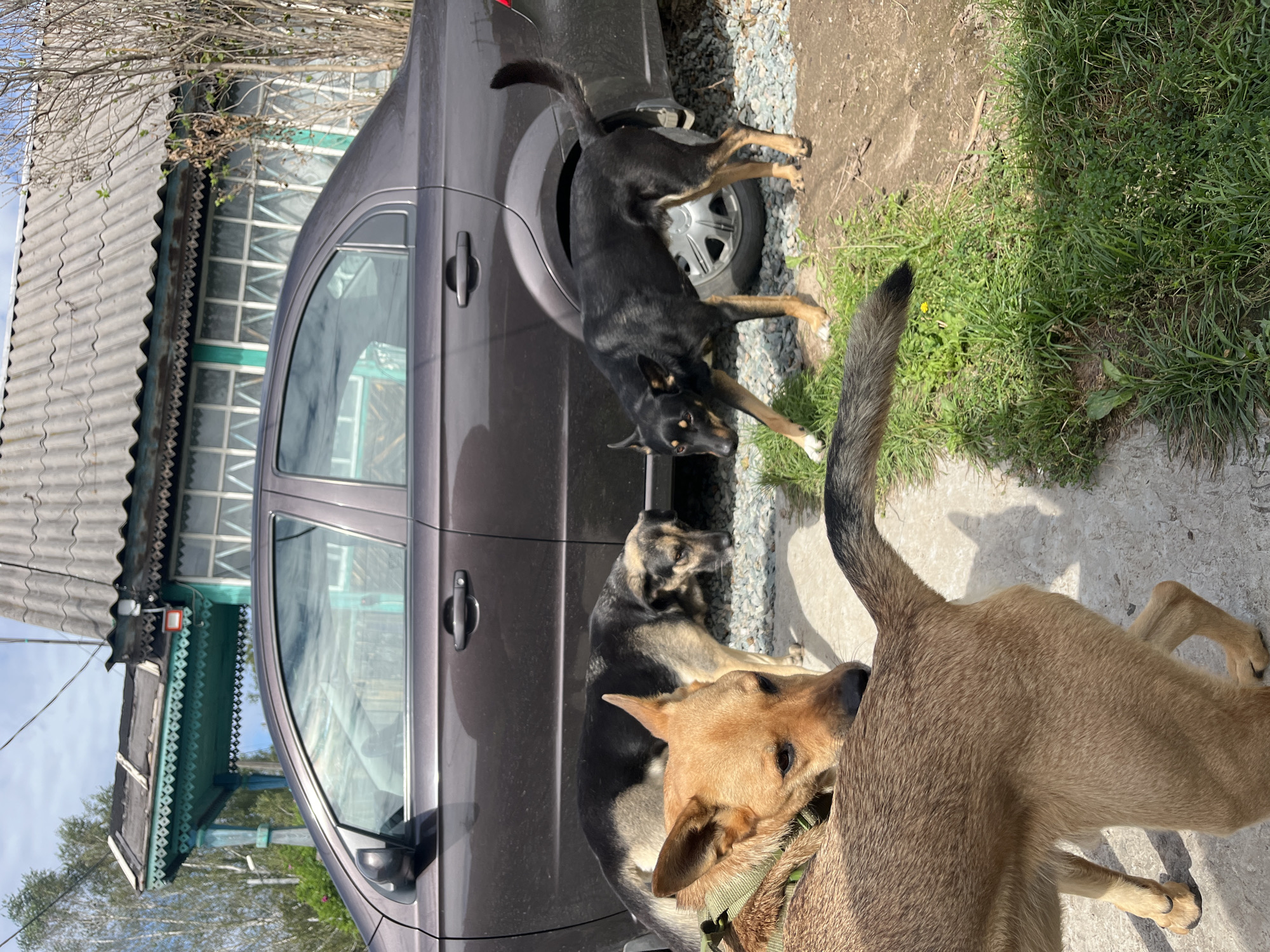 Four dogs are present in the foreground of a yard. The dogs appear to be of mixed breeds. Two dogs are a dark brown and black color, one with tan markings on its legs and face. One dog is a light tan color with a darker brown saddle on its back. Another dog is a mixed tan and black color. In the background, a dark gray sedan is parked in front of a wooden, single-story house with a corrugated roof and light blue trim around the windows and porch. The yard is covered in gravel and grass. The sky is visible and appears to be partly cloudy. The scene suggests a rural or suburban setting in Nizhny Tagil, Russia.