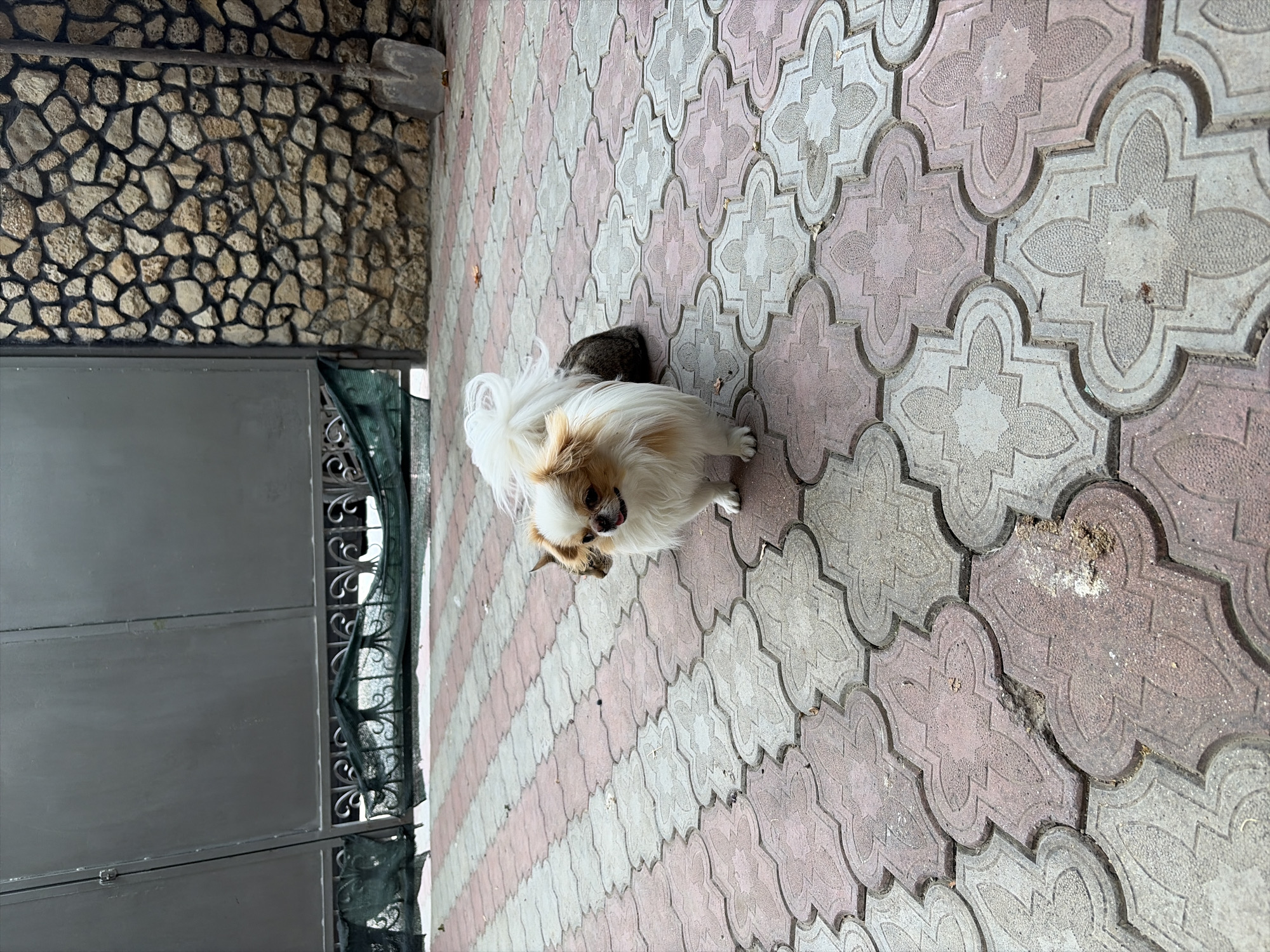 A small, long-haired white and tan dog with its tongue slightly out stands on a decorative paved patio. The dog is positioned in the foreground, facing slightly to the left. Behind the dog, partially obscured, is a brown and black tabby cat sitting on the patio. The patio is composed of interlocking pavers in a repeating pattern of pinkish-red and gray. In the background, a large, dark gray metal gate with decorative wrought iron fencing along the bottom is visible. To the right of the gate, a wall constructed of rough, irregularly shaped tan stones with dark mortar lines is present. Leaning against the stone wall is a shovel with a dark handle and a metal scoop. The environment appears to be outdoors, possibly a yard or courtyard, in Oxentea, Moldova.