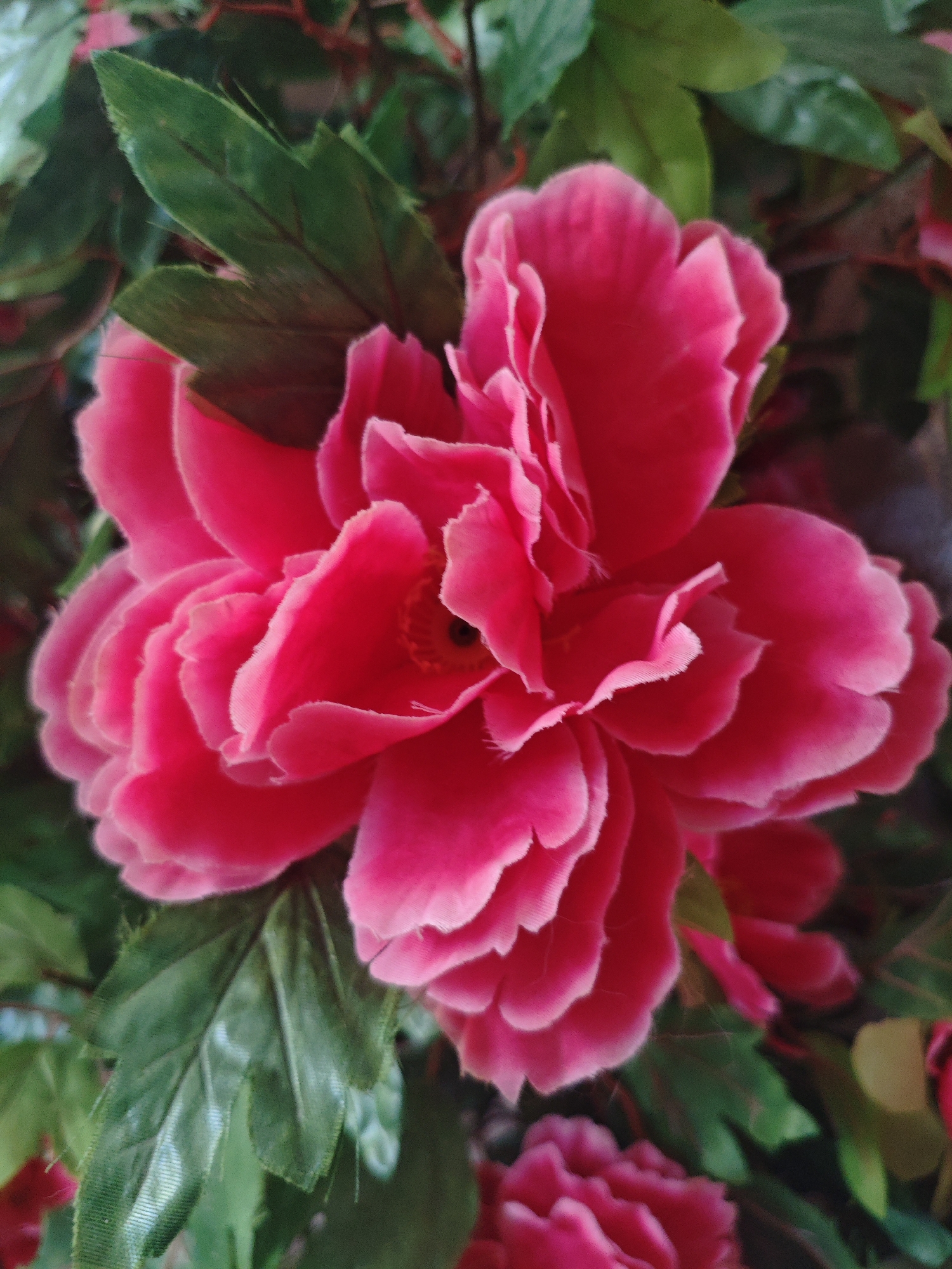 A close-up, eye-level shot shows a vibrant pink rose with multiple layers of ruffled petals. The flower is in full bloom and is surrounded by lush green leaves. The lighting is soft and diffused, highlighting the delicate texture of the petals. The background is dark and slightly blurred, emphasizing the rose as the central subject. There are no people or animals visible in the image. The scene is set in a natural environment, likely a garden or a park, in Krasnaya Polyana, Russia.