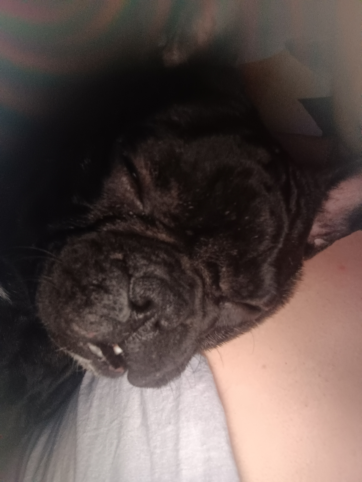 A close-up, intimate shot features a dark-furred dog, likely a French Bulldog or Pug, soundly asleep. The dog's head is positioned upside down or sideways, nestled against a human's bare shoulder or arm. Its eyes are closed in peaceful rest, and the characteristic facial wrinkles are clearly visible. A single small white tooth peeks out from its mouth, adding to its relaxed state.
The dog's fur is dark brown to black, contrasting with the light-toned skin of the human. A soft, light grey fabric, resembling a t-shirt, is visible underneath the dog's chin and against the human's body. The background is very dark and out of focus, suggesting an indoor setting with dim lighting, possibly at night. The overall atmosphere conveys deep tranquility, comfort, and a strong bond between the pet and its owner. No text is visible in the image. The scene is set in Chaikovsky, Russia.