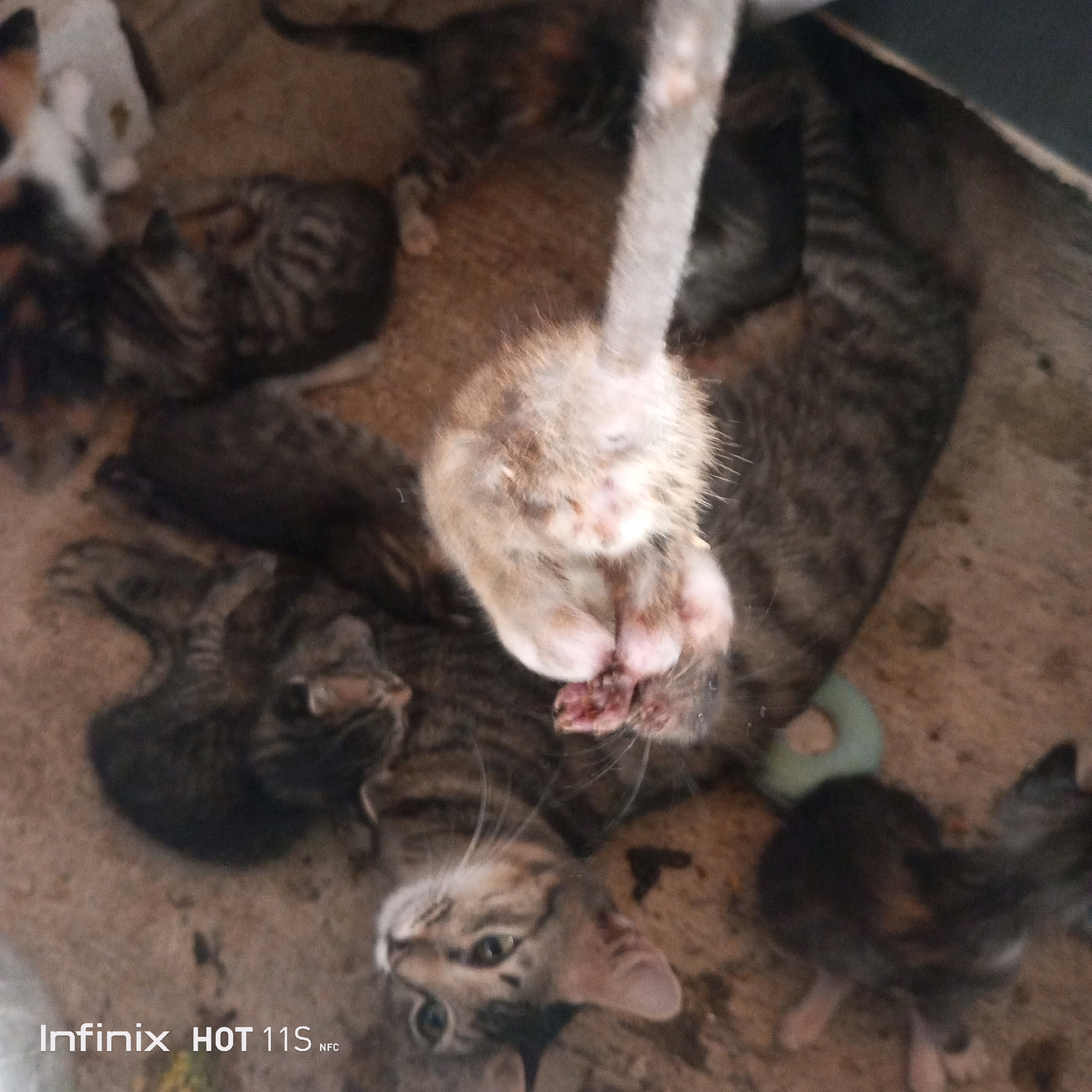 A high-angle, slightly out-of-focus shot depicts several kittens on a textured, dirty surface. One kitten in the center is prominent, with its forelegs raised and resting on another kitten or object. The raised paws of the central kitten appear somewhat damaged or dirty. Other kittens are visible around it, some nestled together, others partially obscured. The environment seems to be outdoors or in a poorly maintained indoor space, with the ground appearing to be a mix of dirt and possibly concrete. A green ring-shaped object is visible in the lower right portion of the image. Text overlay at the bottom of the image reads "Infinix HOT 11S NFC". The scene suggests a communal gathering of kittens in a somewhat unhygienic environment. The image does not contain information about the city of Sukaslamet, Indonesia.