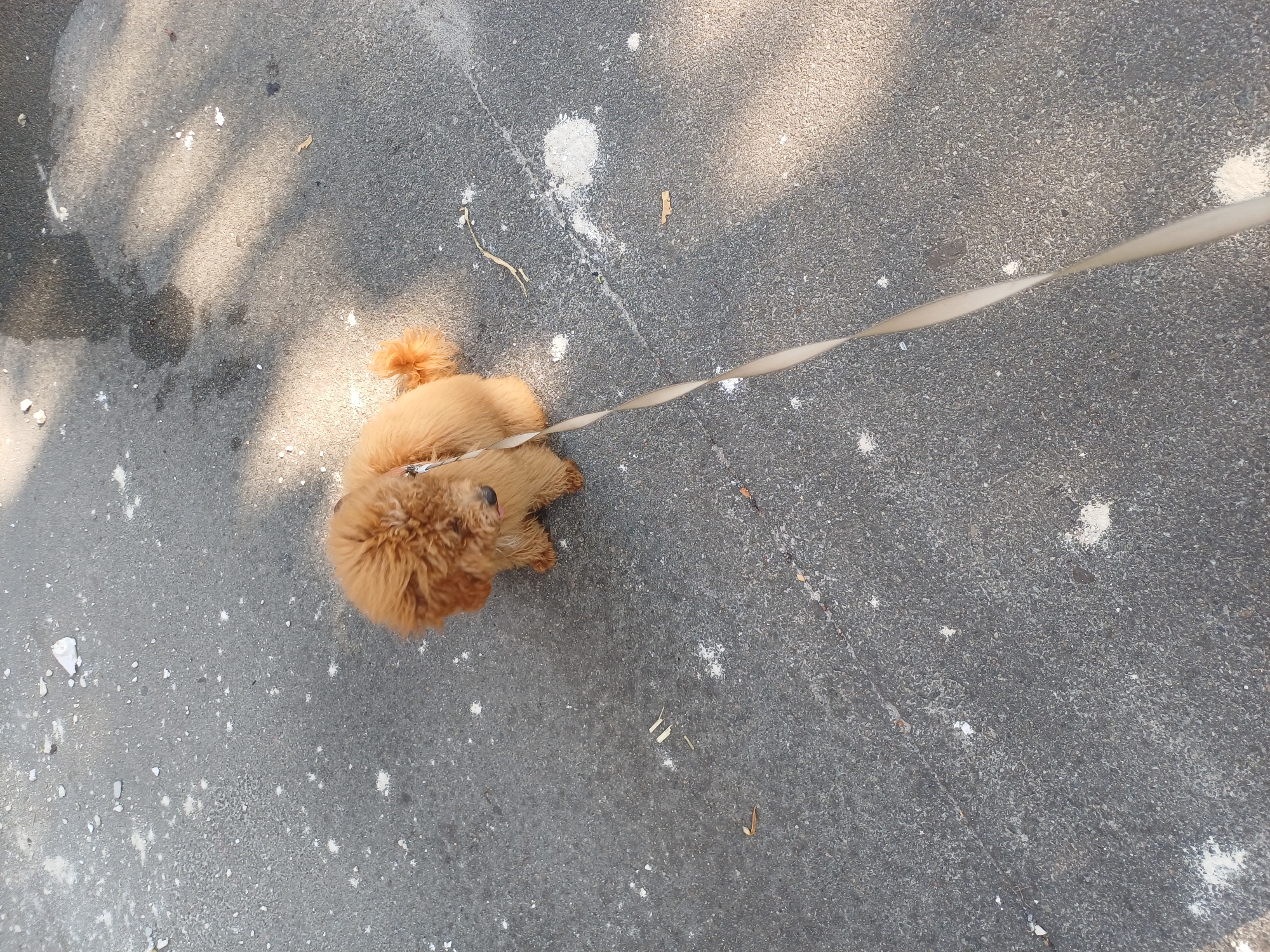 An overhead, high-angle shot shows a light brown poodle on a leash on a textured asphalt surface. The dog is facing left, looking down and slightly away from the camera. Its tongue is slightly extended. The leash extends out of frame to the lower right. The asphalt is marked with white splotches and some debris, possibly construction dust or bird droppings, and dappled sunlight creates shadows across the surface. There is no visible indication of the city of Kyiv, Ukraine in this image.