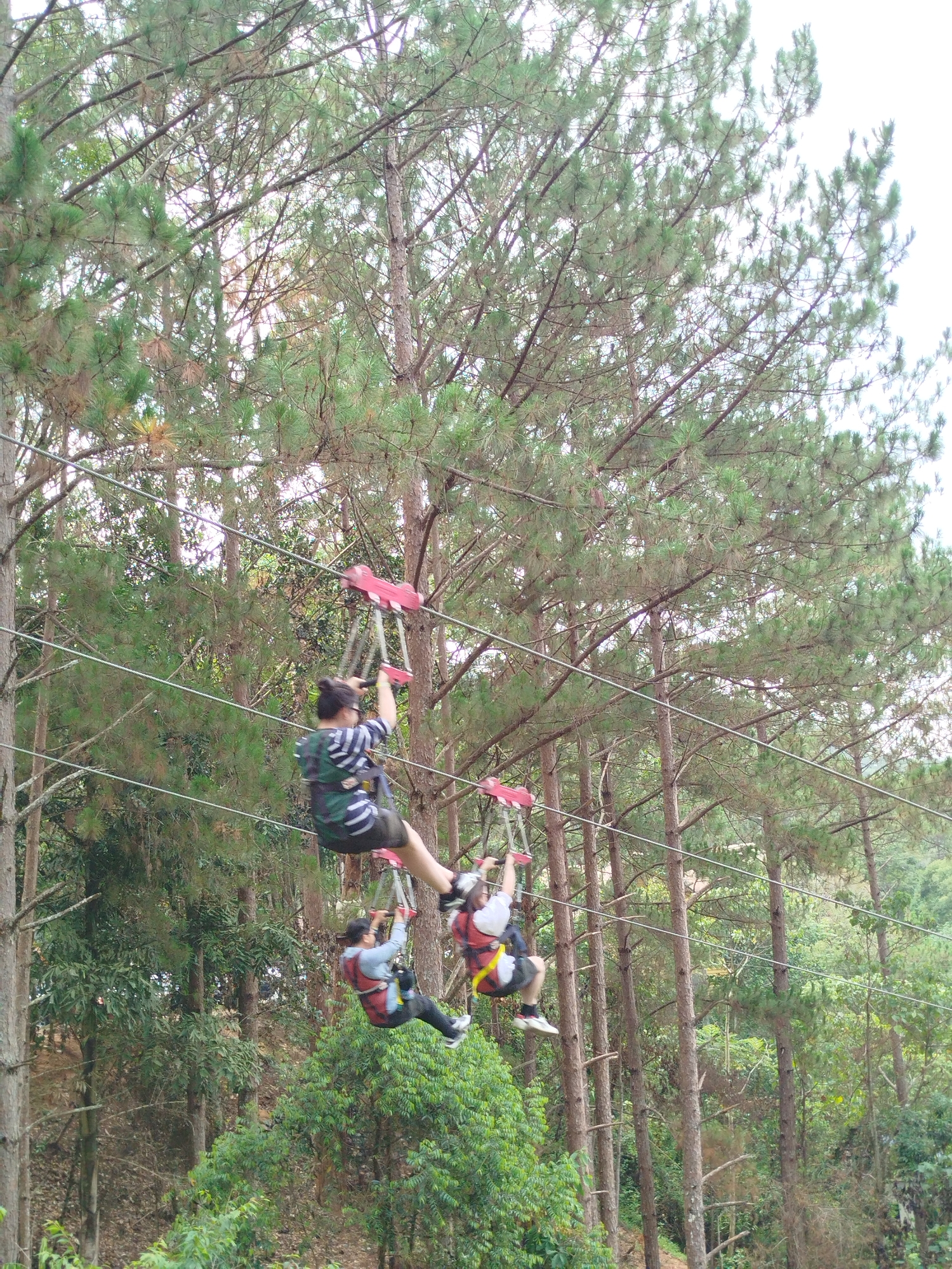 This full-frame vertical image captures three individuals engaged in a ziplining or high ropes course activity amidst a dense forest in Da Lat, Vietnam. The scene is dominated by numerous tall, slender trees with needle-like leaves, characteristic of conifers, extending upwards towards a bright, clear daytime sky visible through the canopy.
The three participants are suspended in the air, moving from the left side of the frame towards the right on multiple parallel zipline cables. Each individual is equipped with a safety harness and is actively holding onto a red-colored pulley or trolley system attached to the cables.
The person highest in the frame is partially seen from the back, wearing a dark, possibly camouflage-patterned top and dark shorts, with their hair tied up. Their body position suggests dynamic movement. Below and slightly behind, a second person is visible, wearing a light-colored long-sleeved shirt over a red safety harness and dark pants, gripping their equipment. The third person, positioned lowest and furthest right, wears a light-colored top, a prominent red safety harness with yellow straps, and dark shorts; a helmet is partially visible on their head.
The background consists entirely of the natural forest environment, with abundant green foliage and tree trunks extending downwards. The clear and bright lighting indicates it is daytime, likely under pleasant weather conditions for outdoor adventure. The image conveys a sense of exhilaration and outdoor activity. There is no visible text in the image.