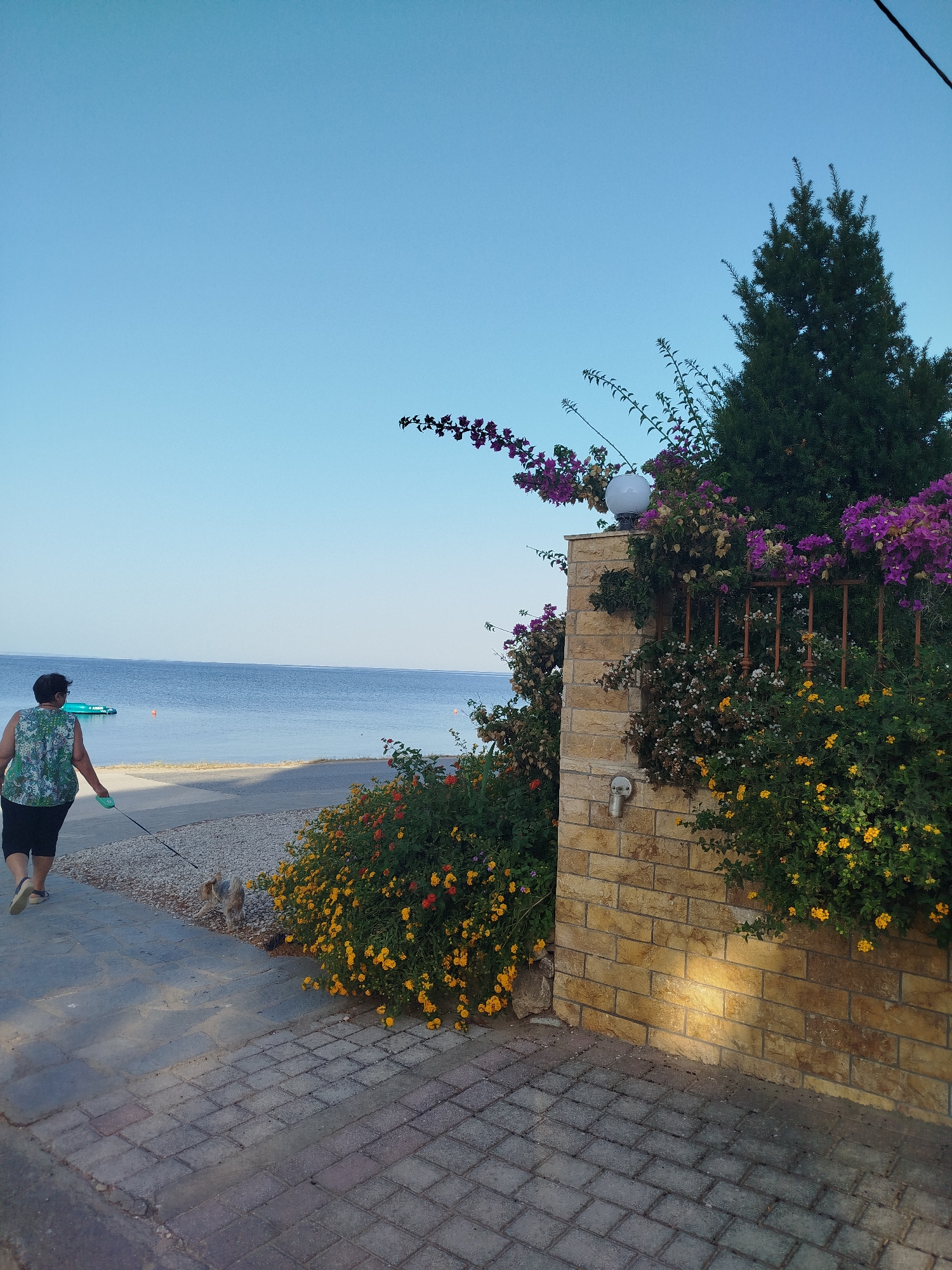 An outdoor, vertical, eye-level shot captures a woman walking a small dog on a leash along a paved pathway bordering the sea. The woman, seen from the back and in mid-stride, wears a patterned sleeveless top and dark shorts. The dog, a light-colored terrier mix, is on a leash attached to the woman's left hand. To the right of the pathway, a stone wall is adorned with vibrant purple and yellow flowers, and a large evergreen tree stands behind it. The sea stretches out to the horizon under a clear blue sky. The pathway is constructed of interlocking grey pavers. The scene suggests a leisurely walk in a coastal area.