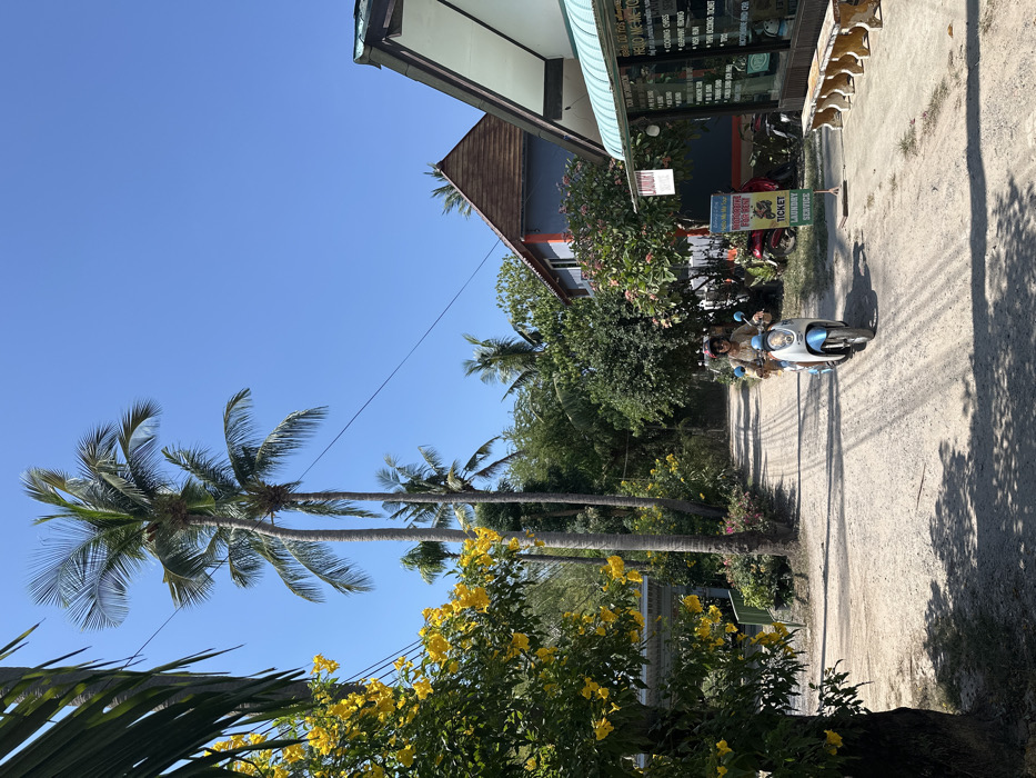 This image depicts a sunny, tropical street scene in Phra Ae, Thailand, on an unpaved dirt road. One individual is operating a light blue and white scooter, traveling towards the viewer, positioned slightly right of the road's center. The person is wearing a light-colored top, sunglasses, and a purple-pink helmet.
To the right, a single-story building with a turquoise corrugated awning covers a storefront. Visible through the glass are signs advertising services such as "HELLO ME TOURS," "LAUNDRY," "VISA RUN," "ELEPHANT RIDING," and "SNORKELING TRIPS." Several light-colored concrete benches are arranged outside this storefront. Adjacent to the building, a yellow and blue sign explicitly advertises "MOTORBIKE FOR RENT," "TICKET," and "LAUNDRY SERVICE," with a graphic of a scooter. Two other motorbikes are parked behind this sign. Further back on the right, a two-story building with gray walls and a distinct brown, steeply pitched pyramid-like roof is visible.
To the left, a large tree with vibrant yellow flowers dominates the immediate foreground. Tall palm trees line the dirt road, which shows prominent tire tracks and shadows indicative of direct sunlight. Dense tropical foliage and additional palm trees form the background along both sides of the road. The sky is clear and blue, with a single power line extending across the upper frame.