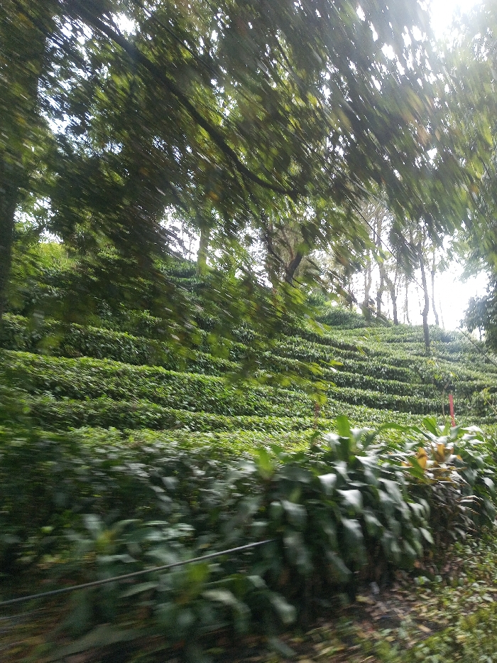 A hillside is covered in terraced, lush green vegetation under a canopy of trees. The layers of greenery stretch up the slope towards a brighter sky. Some areas are obscured by branches, while other spots reveal the terraced rows of plants. The foreground is blurred, with large green leaves and foliage moving rapidly, suggesting the photo was taken from a moving vehicle. The overall scene depicts a vibrant, cultivated landscape in a natural setting.