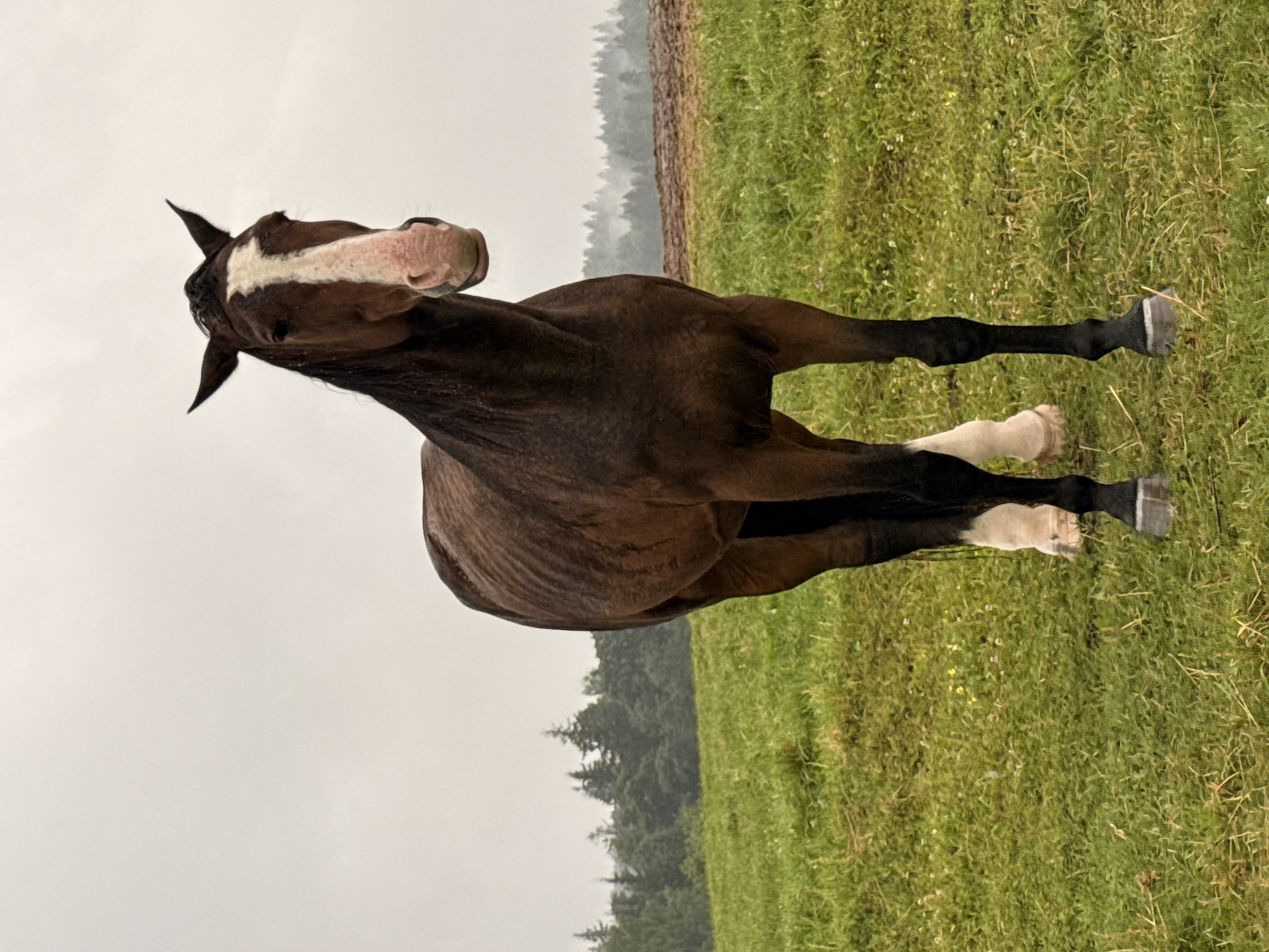 A brown horse with a white blaze on its face stands in a grassy field under a cloudy sky. The horse is facing the camera, its head slightly tilted. In the background, there is a line of trees and a mist-covered landscape. The location is the city of Galinė, Lithuania.