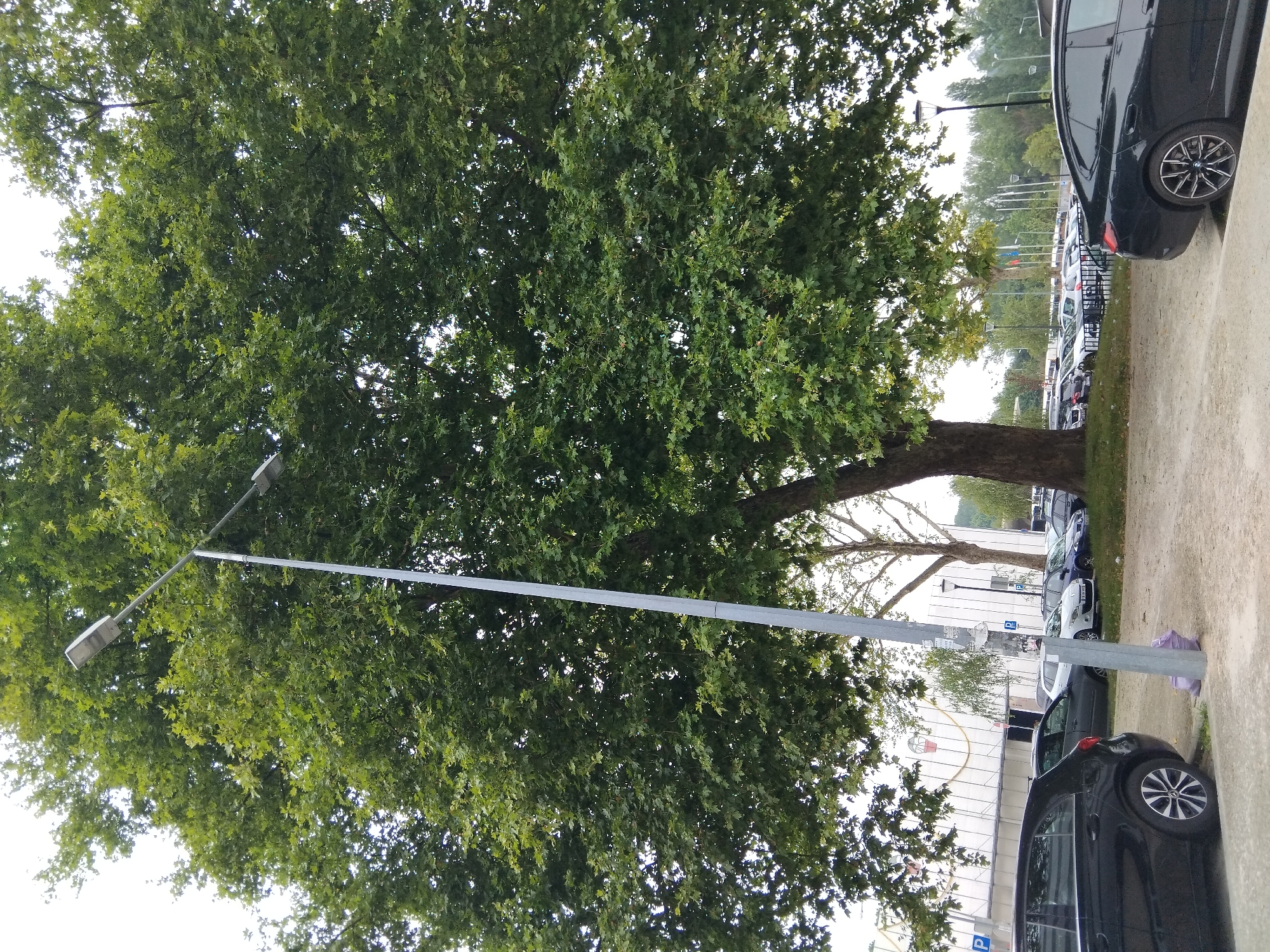 The image shows a parking lot with several cars parked. A large tree with green leaves is in the foreground, partially obscuring a street light. In the background, there is a building with a white facade and some flags. The scene appears to be in Vila Nova de Famalicão, Portugal, based on the provided information. The lighting suggests it is daytime. There are no people visible in the image.