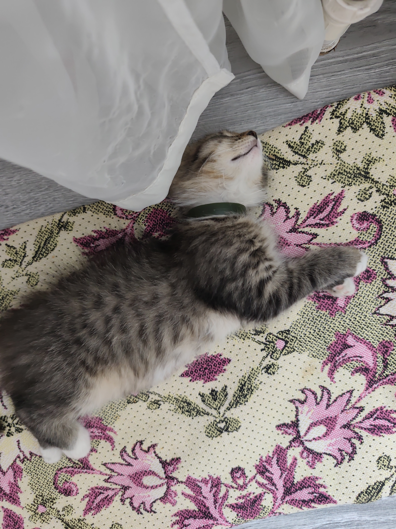 A kitten is lying on its back on a rug with a floral pattern. The kitten has gray and white fur and is wearing a green collar. A white cloth is draped over the kitten's head and neck. The rug is on a wooden floor. The image is taken from a high angle. This scene is located in Durlesti, Moldova.