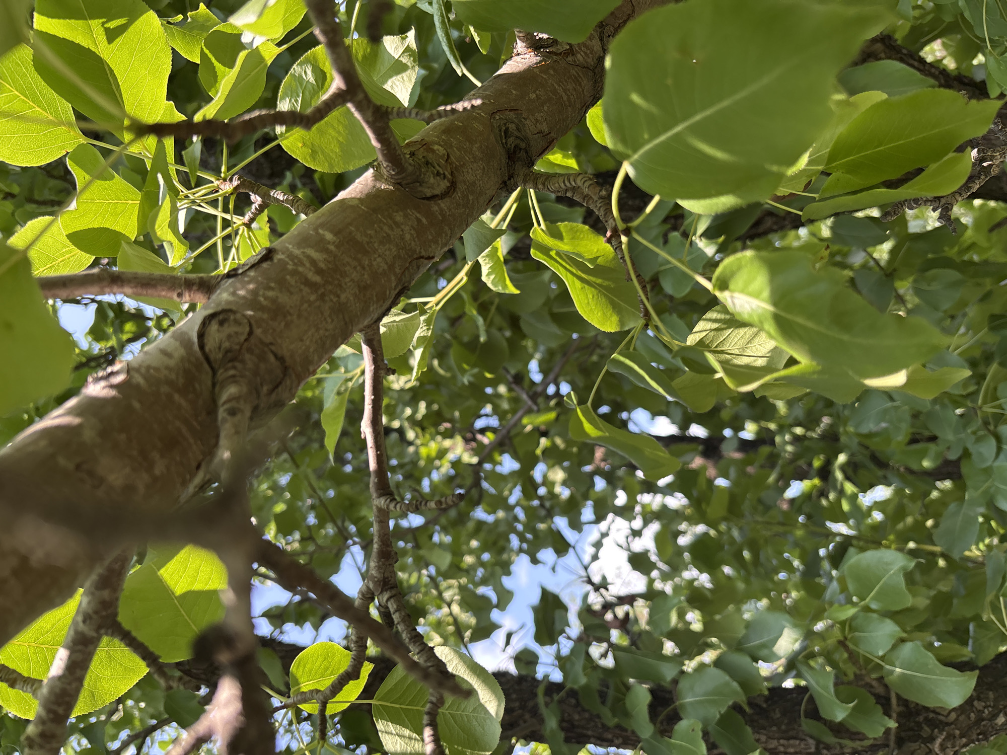 A close-up, upward-angle shot focuses on a rough, textured tree branch that diagonally crosses the frame from the upper left to the lower right. The branch is light brown and gray, with visible bark patterns and small, dark knots. Lush, green leaves, many with visible veins and illuminated by sunlight, surround the branch and extend into the background. The leaves are mostly in sharp focus in the foreground, with some blurring towards the edges and in the distance. Through the gaps in the foliage, patches of bright blue sky are visible. The overall scene suggests an outdoor environment in a natural setting, possibly a park or garden, under a clear, sunny sky. The location of Vishnevka, Russia, is not visually discernible from the image itself, but the description is provided as requested. There are no people or specific actions depicted in the image.