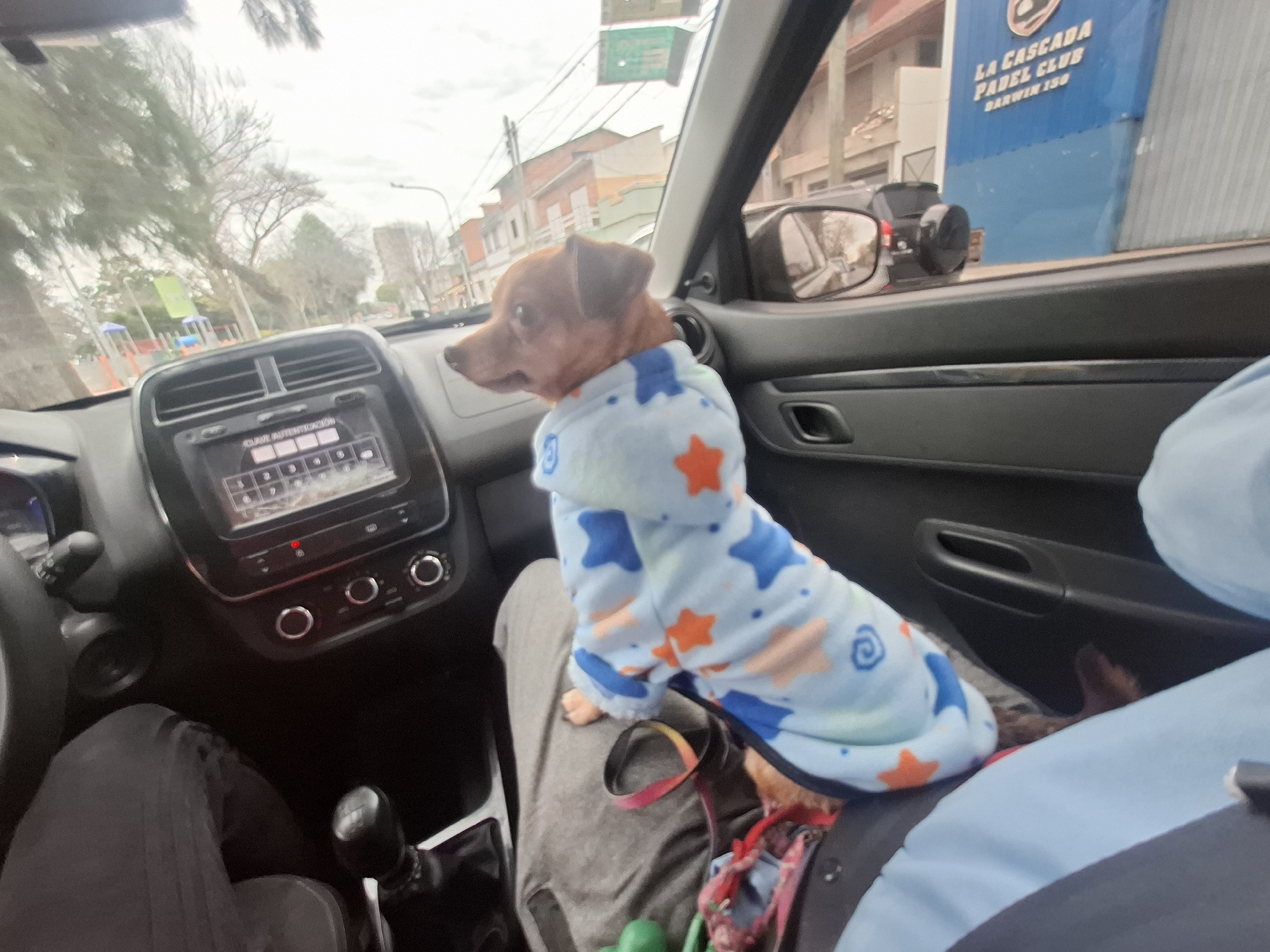 A small brown dog wearing a light blue pajama-style garment with orange and blue stars is sitting on a person's lap inside a car. The dog is facing left, looking out the window. The car's interior is visible, including the dashboard with a stereo system, gear shift, and the side door. Outside the car, trees, buildings, and a sign for "LA CASCADA PADEL CLUB DARWIN 150" are visible, indicating the location is Villa Domínico, Argentina. The sky is overcast. The image appears to be taken from the passenger's seat, looking towards the driver's side.