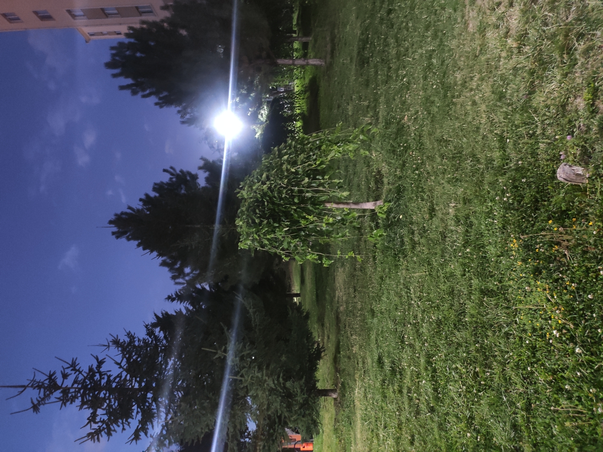 The image depicts a park area in Etimesgut, Turkey, at dusk. A weeping willow tree is centrally located on a grassy lawn dotted with small yellow and white flowers. Several tall pine trees are visible in the background, as well as a light pole emitting a bright light. To the right, a multi-story building with visible windows suggests an urban setting. The sky is a deep blue with scattered clouds. No people are present in the scene.