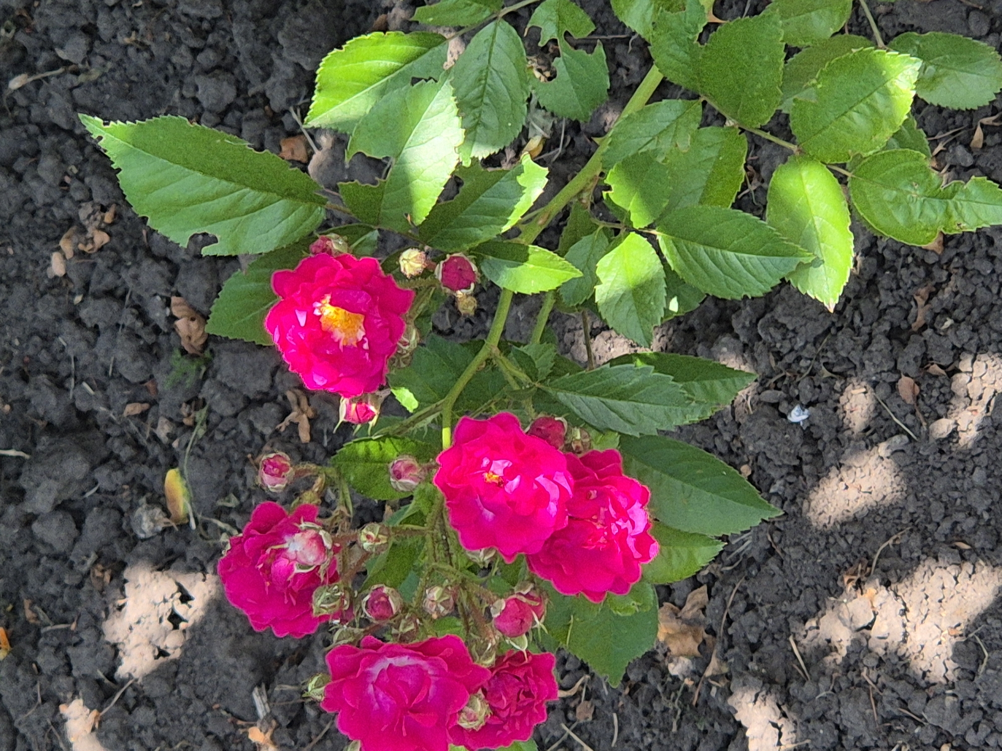 This is a close-up, eye-level, outdoor photograph of a cluster of vibrant fuchsia roses and buds growing on a stem with green leaves. The roses are in focus, with some in full bloom showing yellow stamens, and others as unopened buds. The leaves are serrated and appear healthy, with some showing minor signs of damage. The plants are situated in dark, dry soil, which is textured with small clods and scattered dried leaves. Sunlight casts dappled shadows on the ground. The background is a shallow depth of field, rendering the soil and any surrounding elements indistinct. The scene appears to be in a garden or natural area.