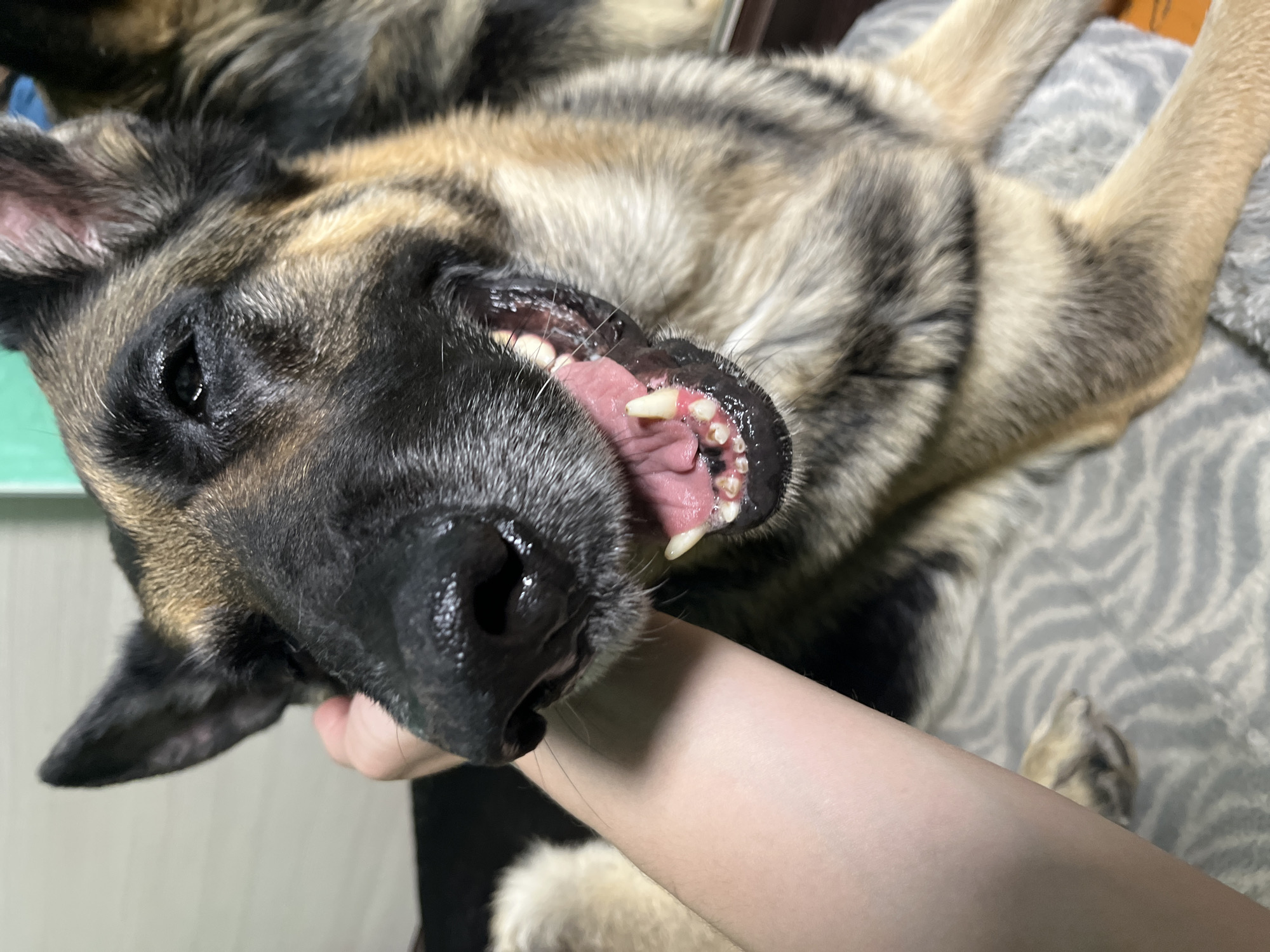 A close-up captures a German Shepherd dog lying on its back, held by a person's arm. The dog's mouth is open, revealing its teeth and tongue. The dog's fur is a mix of black, tan, and gray. The person's arm is visible, holding the dog's head. The background features a gray patterned surface. There is no information suggesting the location is Nizhny Tagil, Russia.