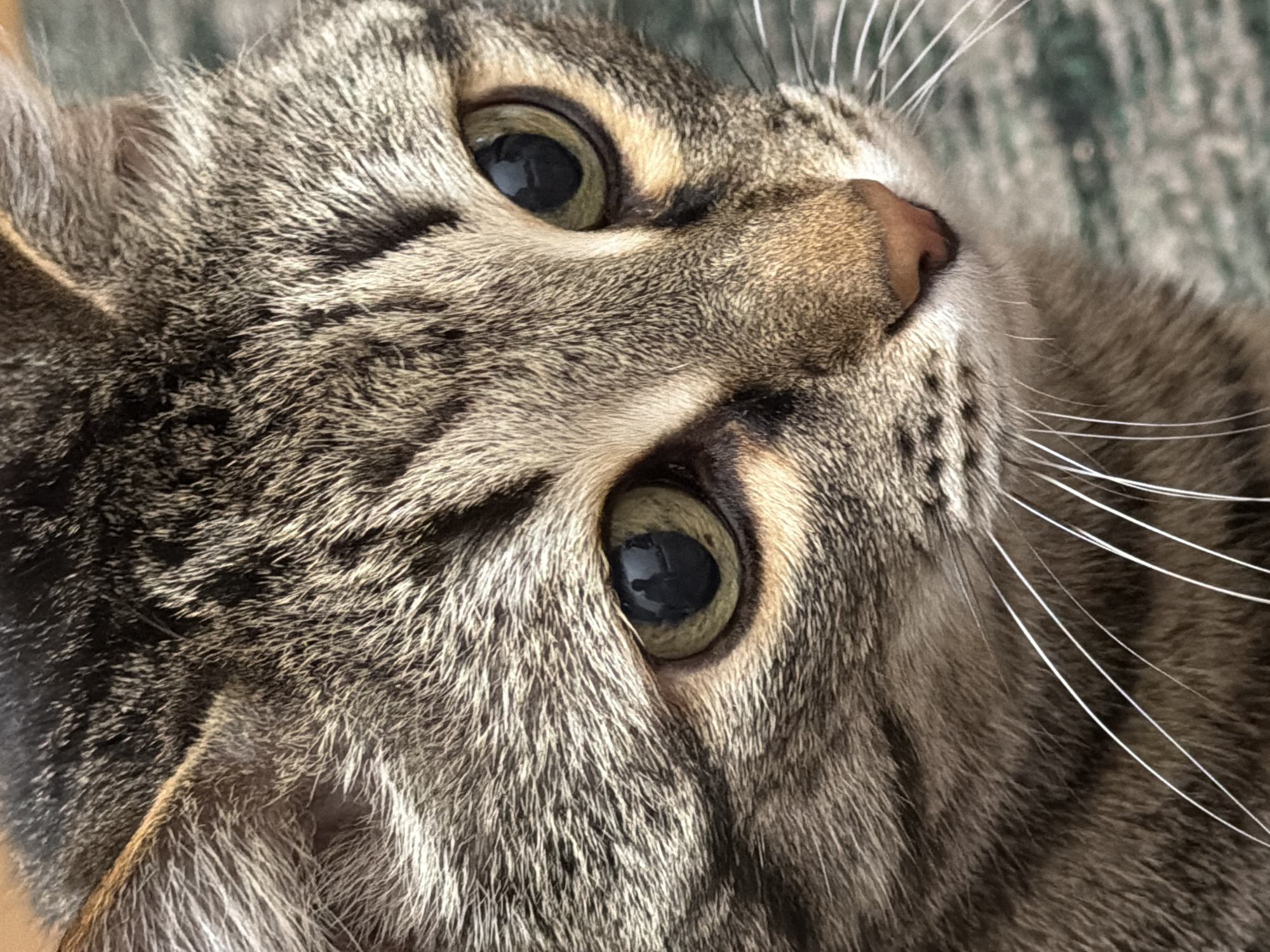 This close-up portrait captures the head and upper body of a domestic tabby cat, likely taken indoors in Izhevsk, Russia. The cat's head is tilted upwards and to the right, with its gaze directed in the same general direction, giving it an attentive and curious expression.
The cat features a dense coat of short fur, showcasing a characteristic tabby pattern with varying shades of grey, brown, black, and white stripes and patches. Its long, prominent white whiskers fan out from its muzzle, and its small, delicate nose is a soft pinkish-brown hue. The cat's eyes are a striking focal point, with large, round black pupils surrounded by a vivid green-yellow iris. Subtle reflections in the pupils suggest the presence of a light source, possibly a window, illuminating the scene.
The background is soft and out of focus, displaying indistinct shades of green and grey, suggestive of a blanket, carpet, or upholstered furniture, confirming an indoor setting. The lighting appears natural and even, highlighting the fine texture of the fur and the depth of the cat's eyes. No text is visible within the image.