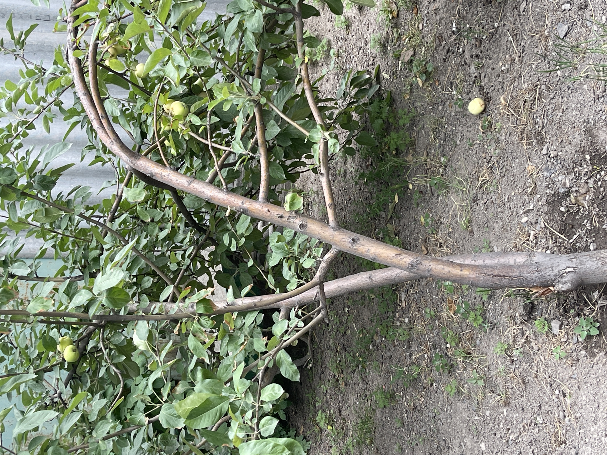 This is a medium shot of an apple tree in an outdoor setting, likely a garden or yard. The tree has several branches, some of which are thick and aged, with rough bark. The branches are laden with green leaves and some small, unripe green apples. One prominent branch crosses diagonally across the frame from the upper left to the lower right.
The ground beneath the tree is covered in dry, loose soil with scattered small stones and sparse, dry grass and weeds. There is a single small, round, pale yellow object lying on the ground to the right of the tree, which could be a fallen fruit or a small stone. In the background, a corrugated metal structure, possibly a fence or shed, is visible on the left side of the image.
The lighting suggests it is daytime, with diffused light, indicating an overcast or partly cloudy sky. There are no people visible in the image. The overall impression is of a slightly neglected or naturalized garden area. The image is oriented sideways. There is no visible text.