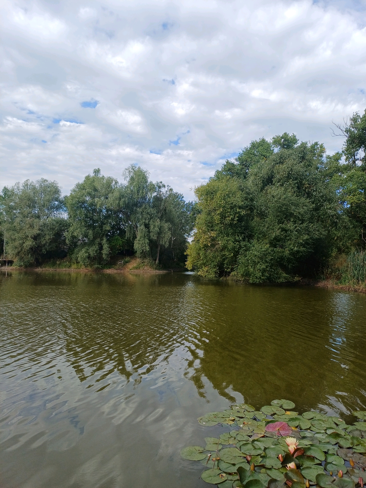 A body of water, likely a pond or small lake, is situated in Sulymivka, Ukraine. The water is a dark olive green, with ripples creating a textured surface that reflects the sky and surrounding foliage. In the foreground, a cluster of water lilies floats on the surface, with large green lily pads and a few blooming flowers, some white and some pale pink.
The water is bordered by a dense line of trees and bushes, which create a natural, overgrown landscape. The foliage is predominantly green, with some areas showing hints of yellow, suggesting the approach of autumn. The trees vary in height and density, with some appearing taller and more mature than others. The ground along the water's edge is covered in vegetation, including tall grasses and reeds.
The sky above is partly cloudy, with a mix of white and gray clouds interspersed with patches of blue sky. The clouds are elongated and wispy, contributing to a serene and somewhat overcast atmosphere. The overall scene depicts a tranquil natural environment, characteristic of a rural or semi-rural setting in Ukraine. No people or animals are visible in the image.