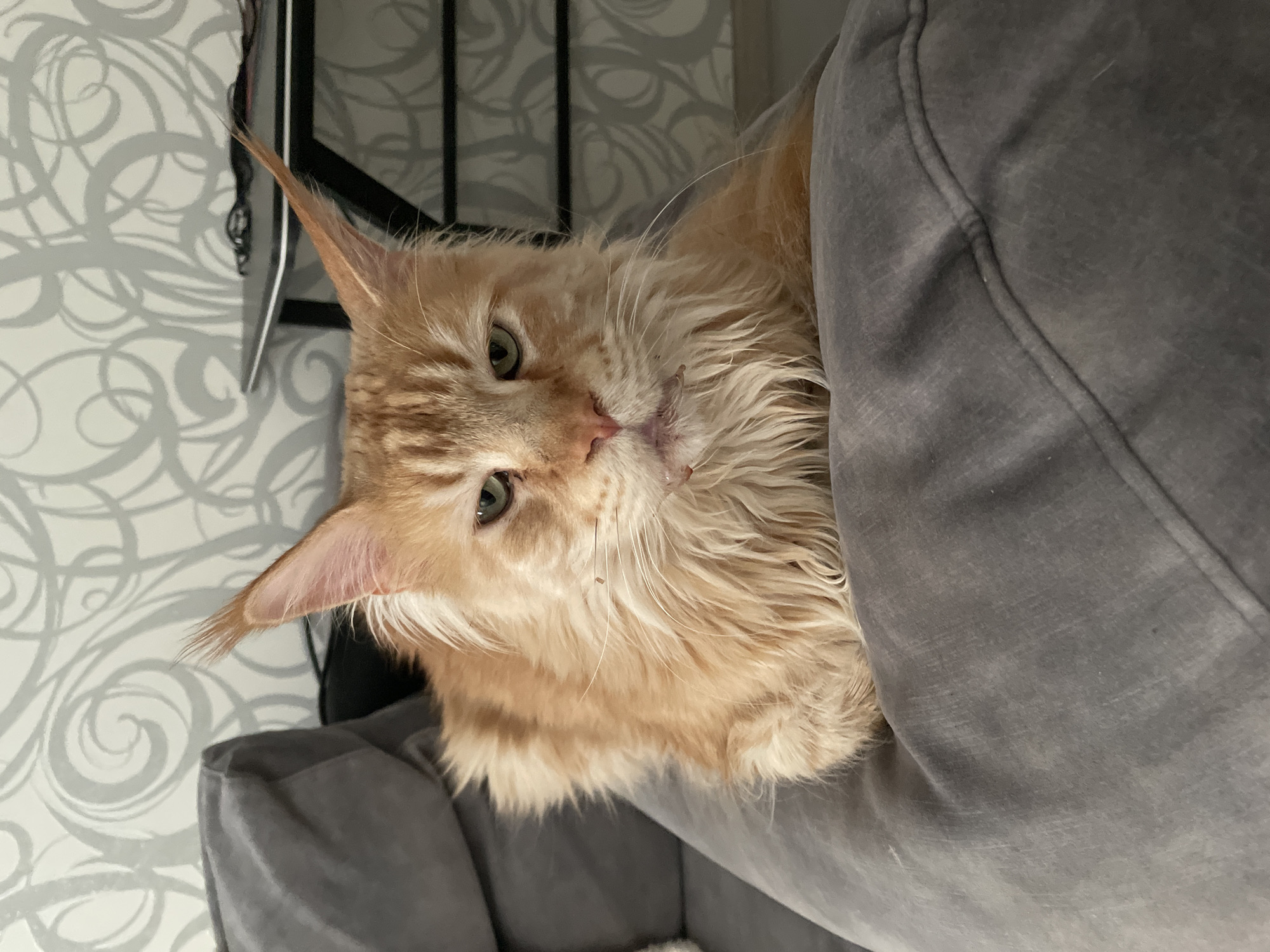 The image depicts a light orange, long-haired cat with distinctive ear tufts. The cat is resting in a gray, soft-looking pet bed or cushion. The background features a patterned wallpaper in shades of gray and white, as well as a partially visible black metal structure. No people or actions are visible. The environment is indoor. There is no evidence to suggest that the image was taken in Rozsoshentsi, Ukraine.