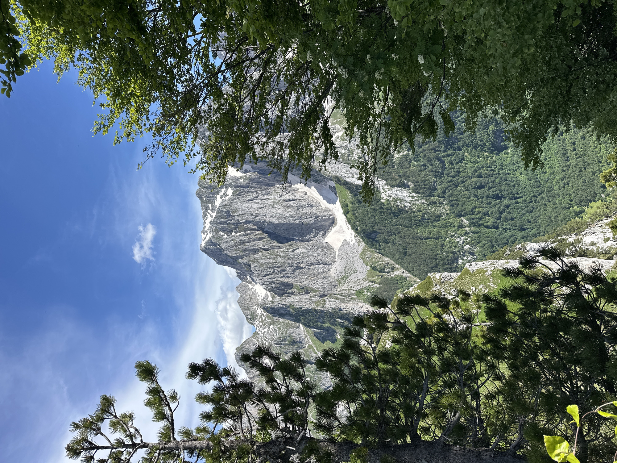 The image depicts a mountainous landscape with rugged peaks, some of which are snow-capped. Dense green forests cover the lower slopes, transitioning to rocky terrain higher up. The sky is a clear blue with scattered white clouds. In the foreground, the branches of pine and deciduous trees frame the view of the mountains. The scene appears to be a natural, undeveloped area, suggesting a location in a rural or wilderness setting, possibly Dolja, Montenegro, given the reference. There are no people or man-made objects visible in the image.