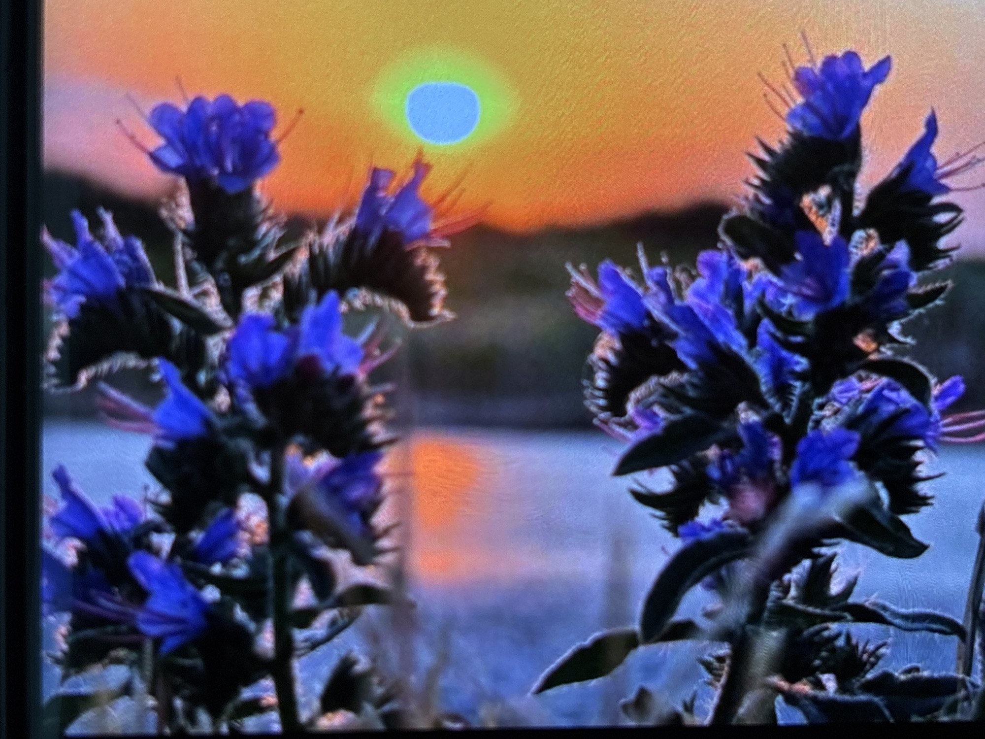 The image captures a vibrant natural landscape, likely at sunrise or sunset. In the foreground, two stalks of prominent blue-purple flowers dominate the scene. These flowers possess a spiky, somewhat hairy texture and are in sharp focus, showcasing their intricate details. Their color contrasts distinctly with the warm tones of the background.
The background features a sky ablaze with brilliant orange and yellow hues, indicative of either dawn or dusk. A notable and unusual detail is a glowing blue circular object, positioned centrally in the upper sky, which appears to be the sun or moon. This blue orb is surrounded by a faint green halo, suggesting an artistic interpretation, filter effect, or unique lighting condition rather than a natural appearance.
Below the horizon, a body of water reflects the sky's colors, appearing in soft shades of blue and purple with touches of orange. This reflection adds depth and tranquility to the scene. There are no people visible, and no specific landmarks or structures are discernible. The overall atmosphere is one of serene beauty, with the vivid color palette creating a visually striking composition. No text is visible in the image. While the location context is provided as Wolverhampton, United Kingdom, the image itself does not contain specific visual cues to confirm this, though the flora could be consistent with the region.