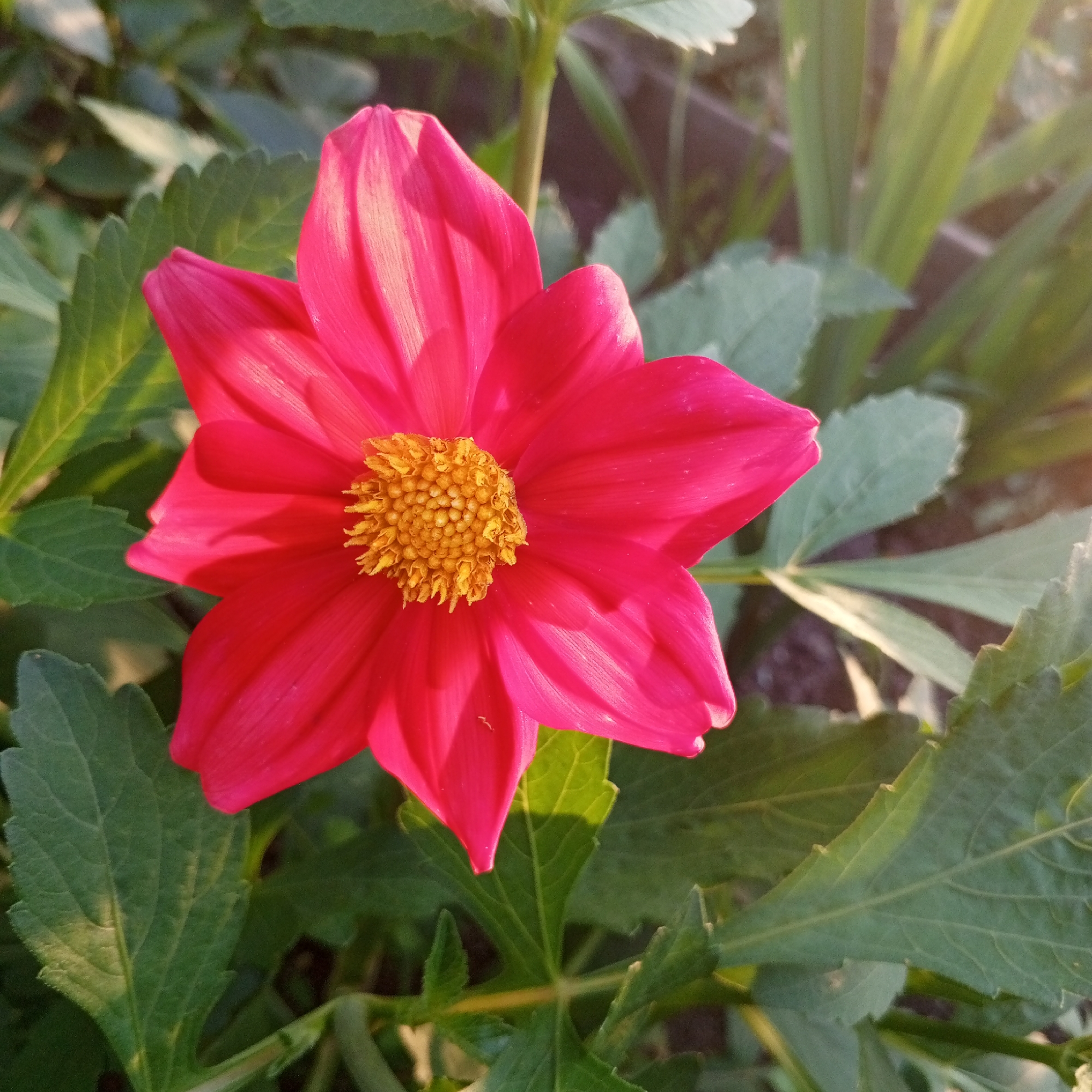 A bright pink dahlia flower with a yellow center is in full bloom, surrounded by green foliage. The flower is the central subject, with its petals radiating outwards from the center. The background is softly blurred, suggesting a garden or natural setting. The image is taken in Sayanogorsk, Russia, a city located in the Republic of Khakassia, within the Siberian Federal District.