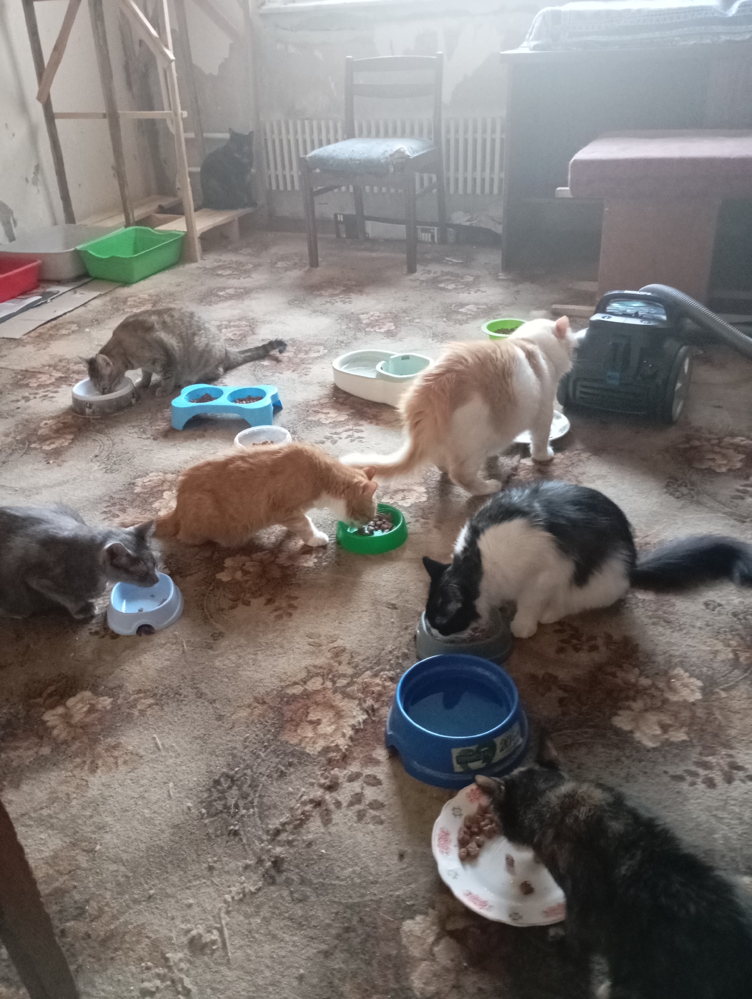 The image depicts an indoor scene with multiple cats feeding from bowls on a patterned carpeted floor. The environment appears to be a room that is in a state of disrepair or unfinished construction, with exposed wooden structures, faded paint, and visible debris. There are several cats of various colors and breeds present.
In the background, there is a radiator, a chair with a worn cushion, and what appears to be a dark colored vacuum cleaner. The lighting is dim and diffused, possibly due to dust in the air or low natural light.
This scene does not provide any specific identifying features that would allow for its precise location within the city of Kharkiv, Ukraine. The general appearance of the room could be found in various residential or utilitarian spaces, making it impossible to pinpoint geographically without further information.